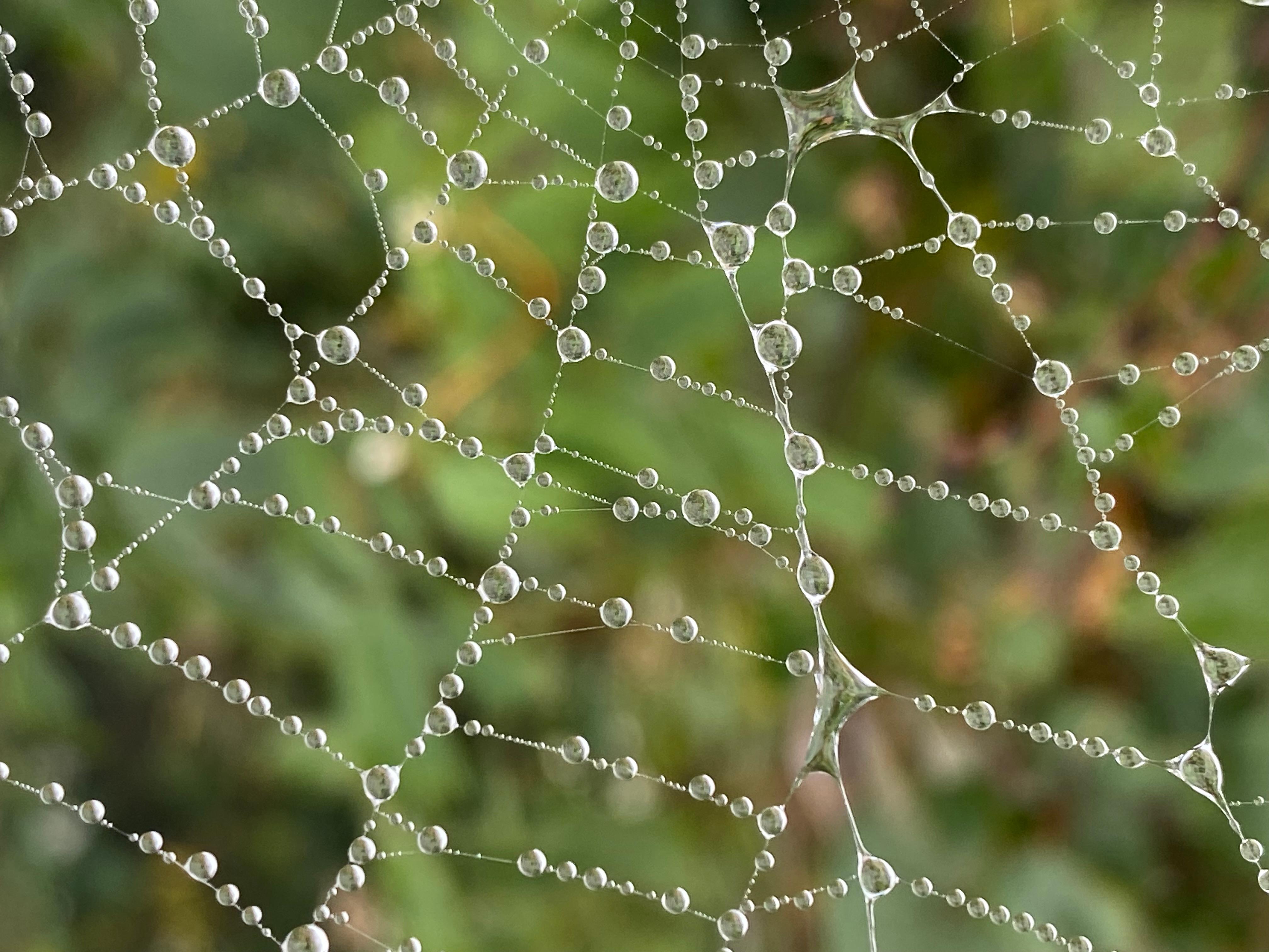 A close-up image of a spider web, beaded with water droplets.