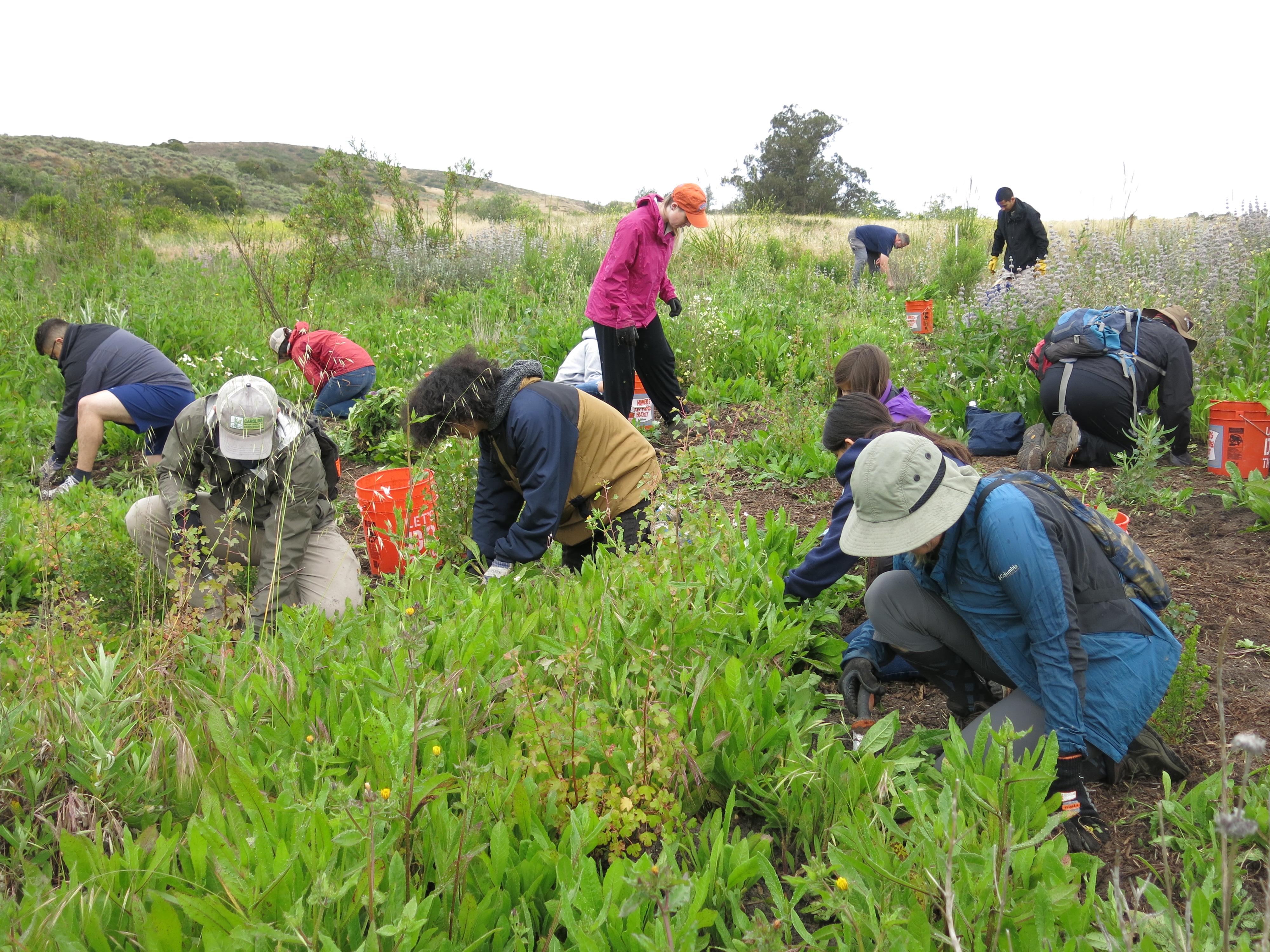 Volunteers at work restoring native plant habitat in the park.