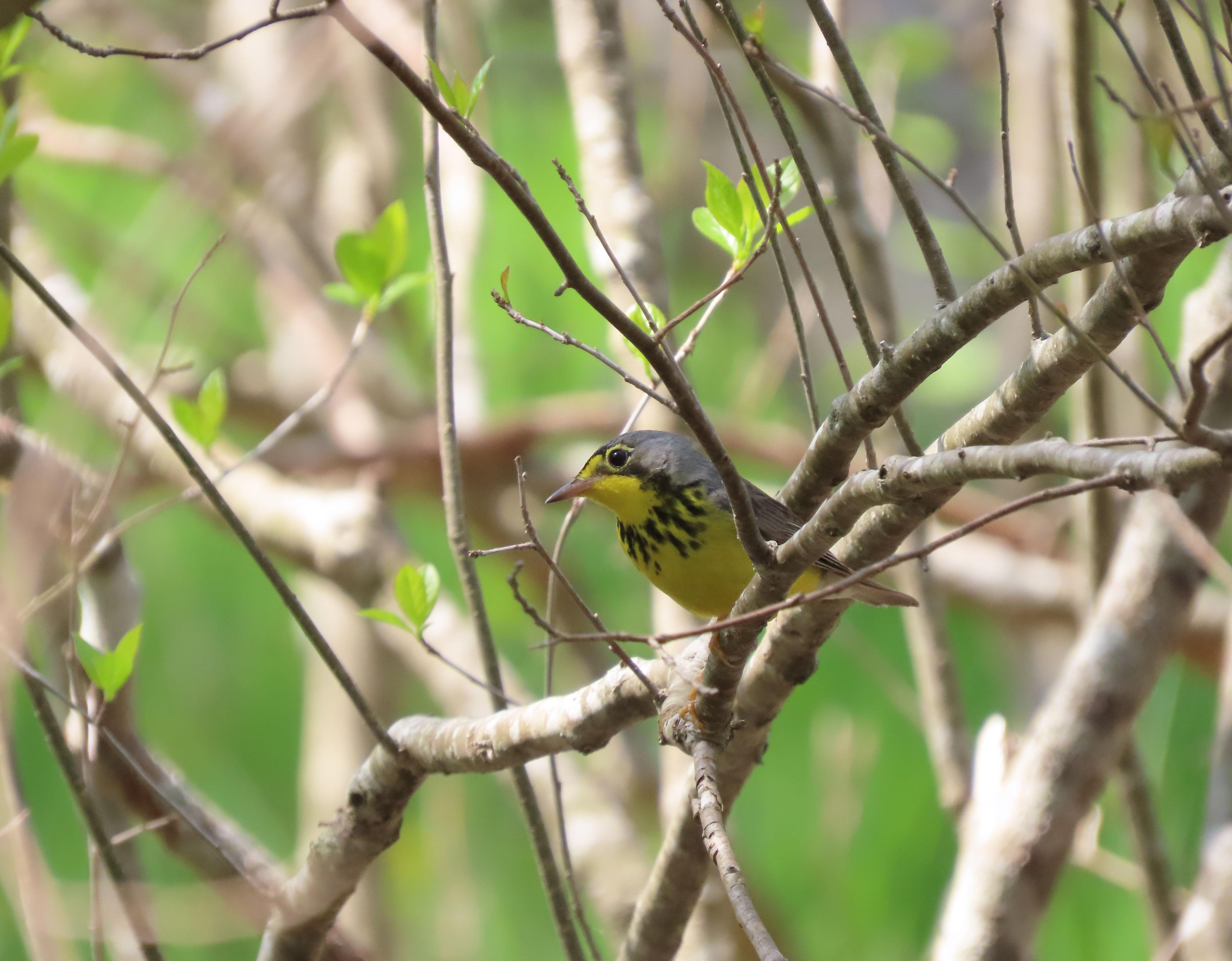 A slate gray warbler with yellow belly and black eye markings.