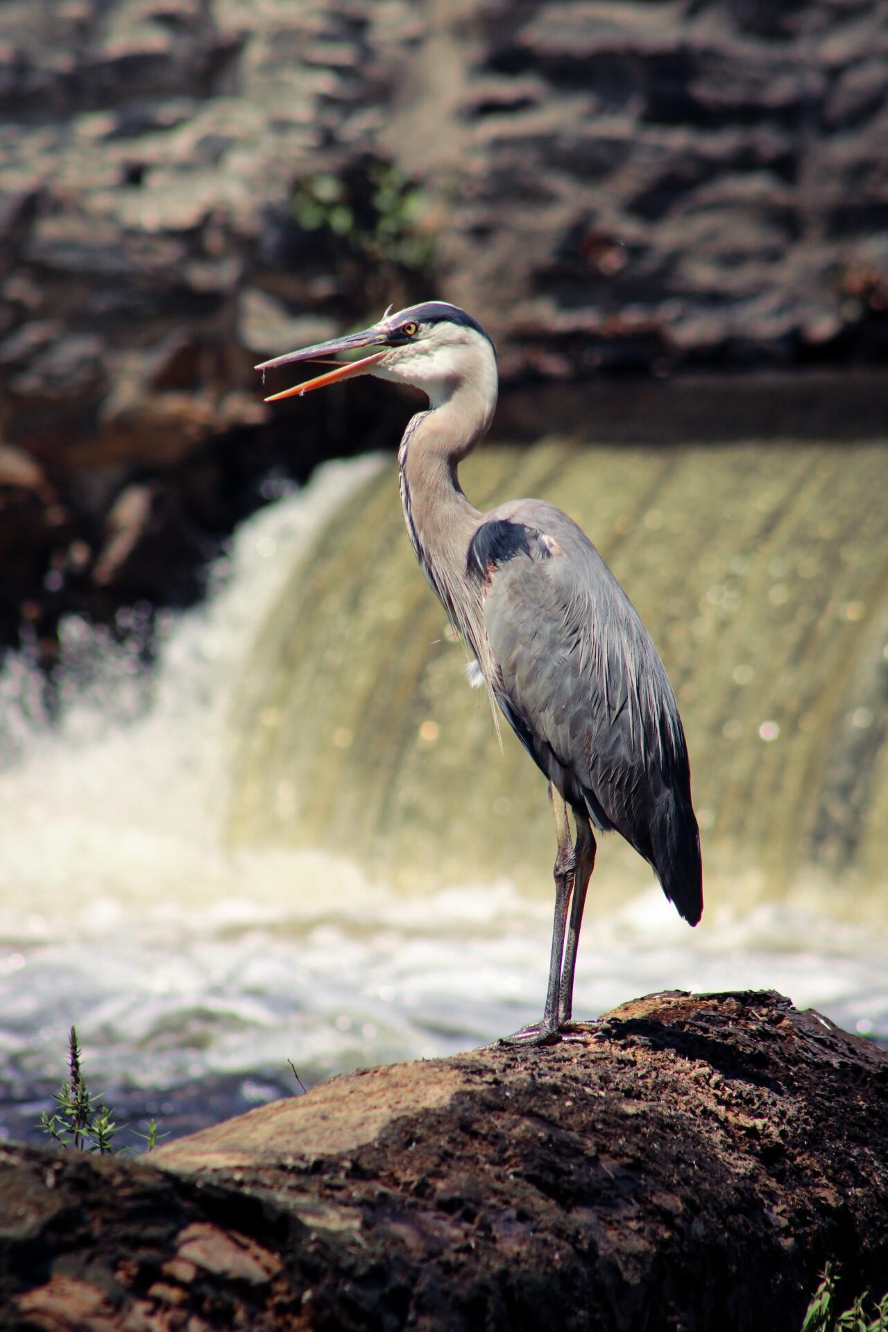 Great Blue Heron stands on top of rock in front of waterfall