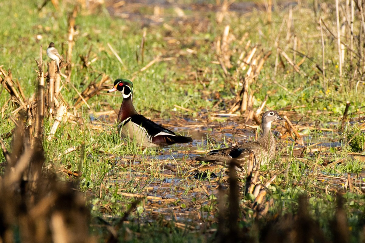 Wood ducks stand in some low vegetation