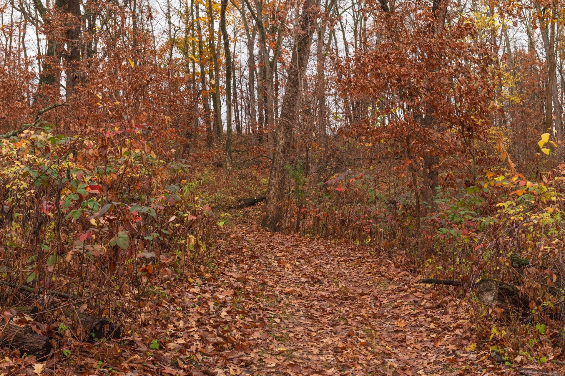 Old Military Road Guided Hike with Dr. Josh Wacuta