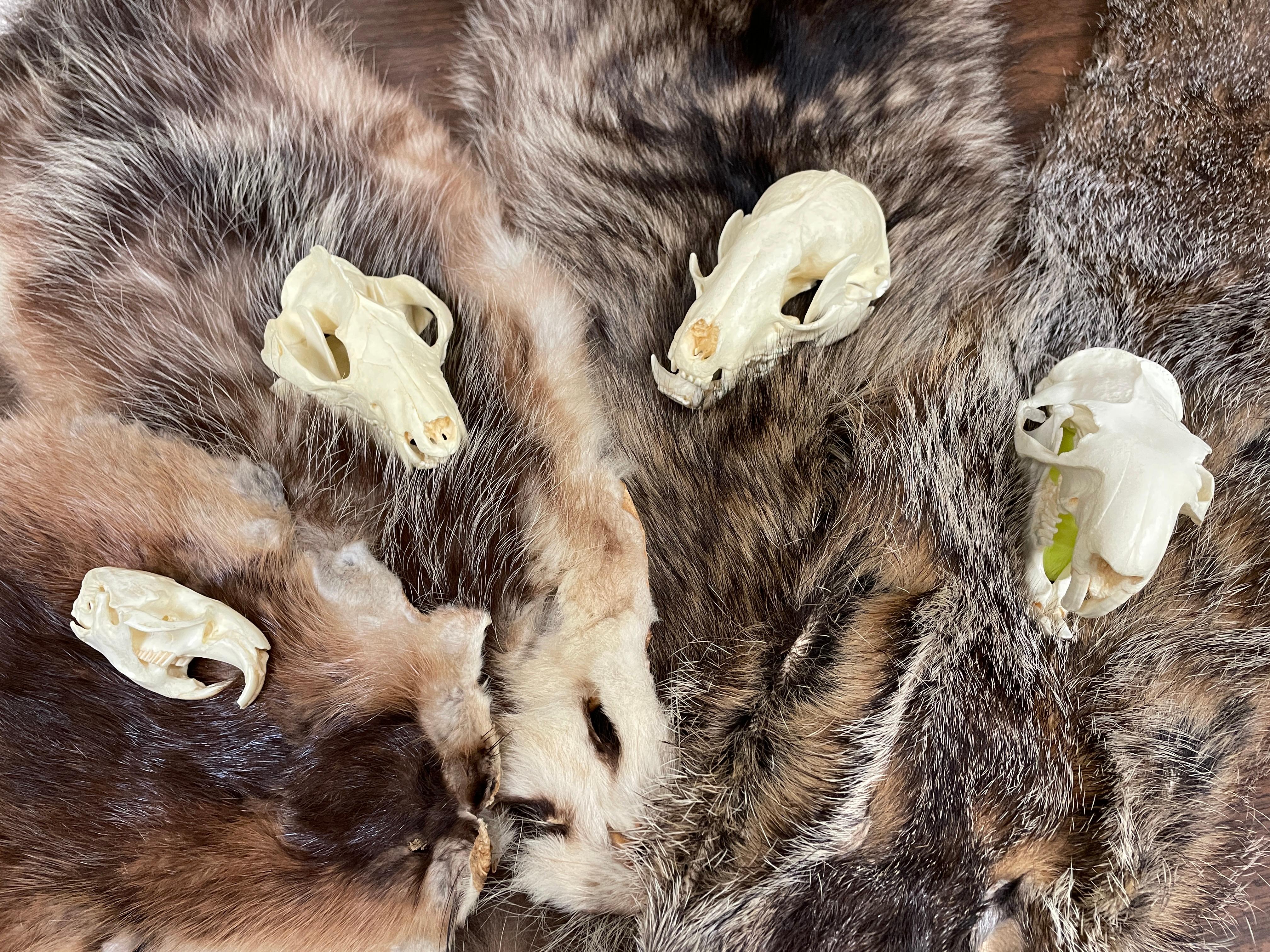 4 animal skulls sit on 4 brown furs