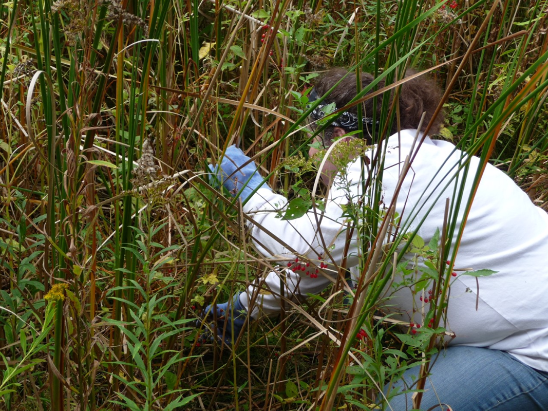 Person kneels in milkweed