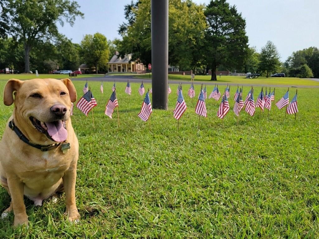 A dog sits by small American flags
