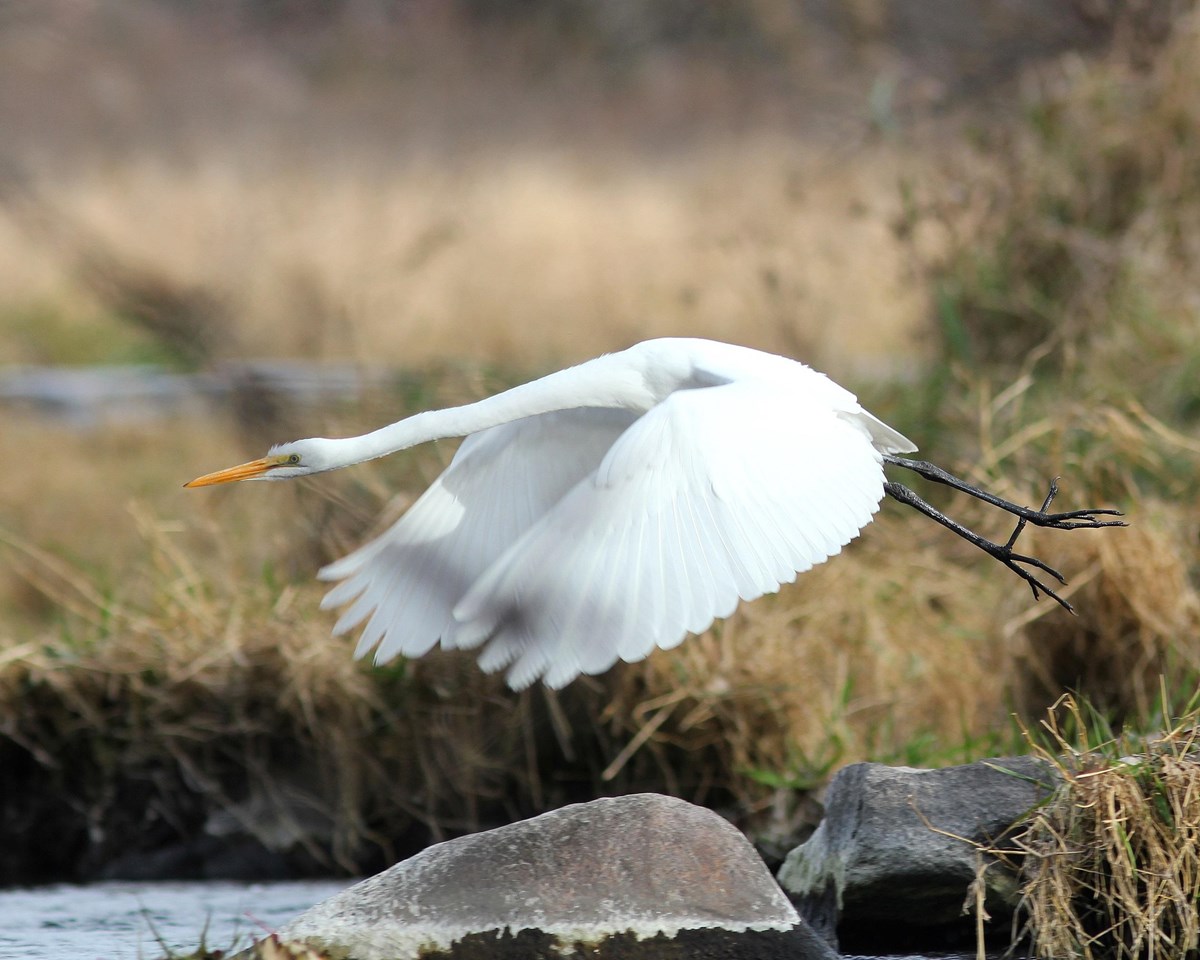 White egret in flight over water and grass