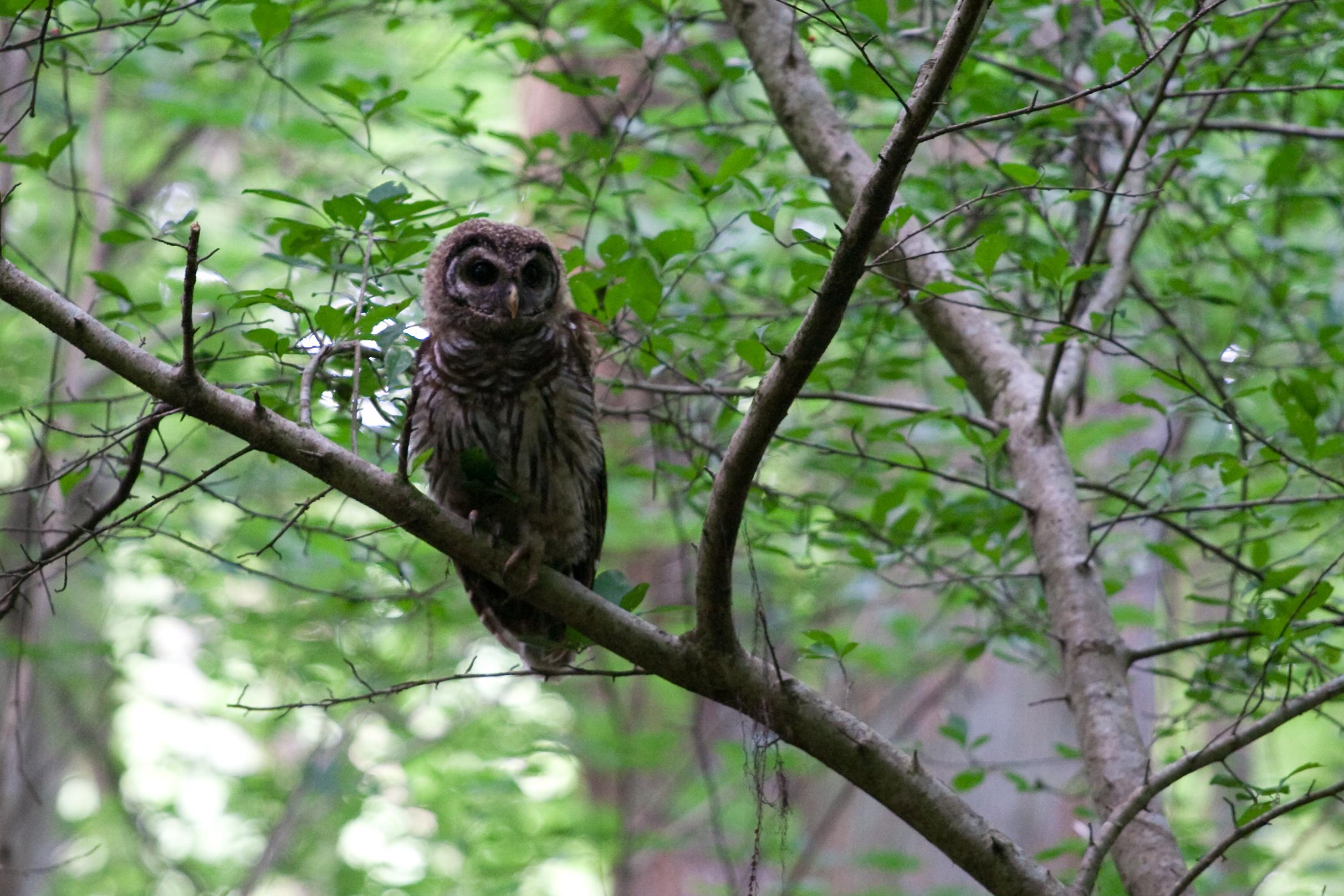 A barred owl perched on a slender tree limb.