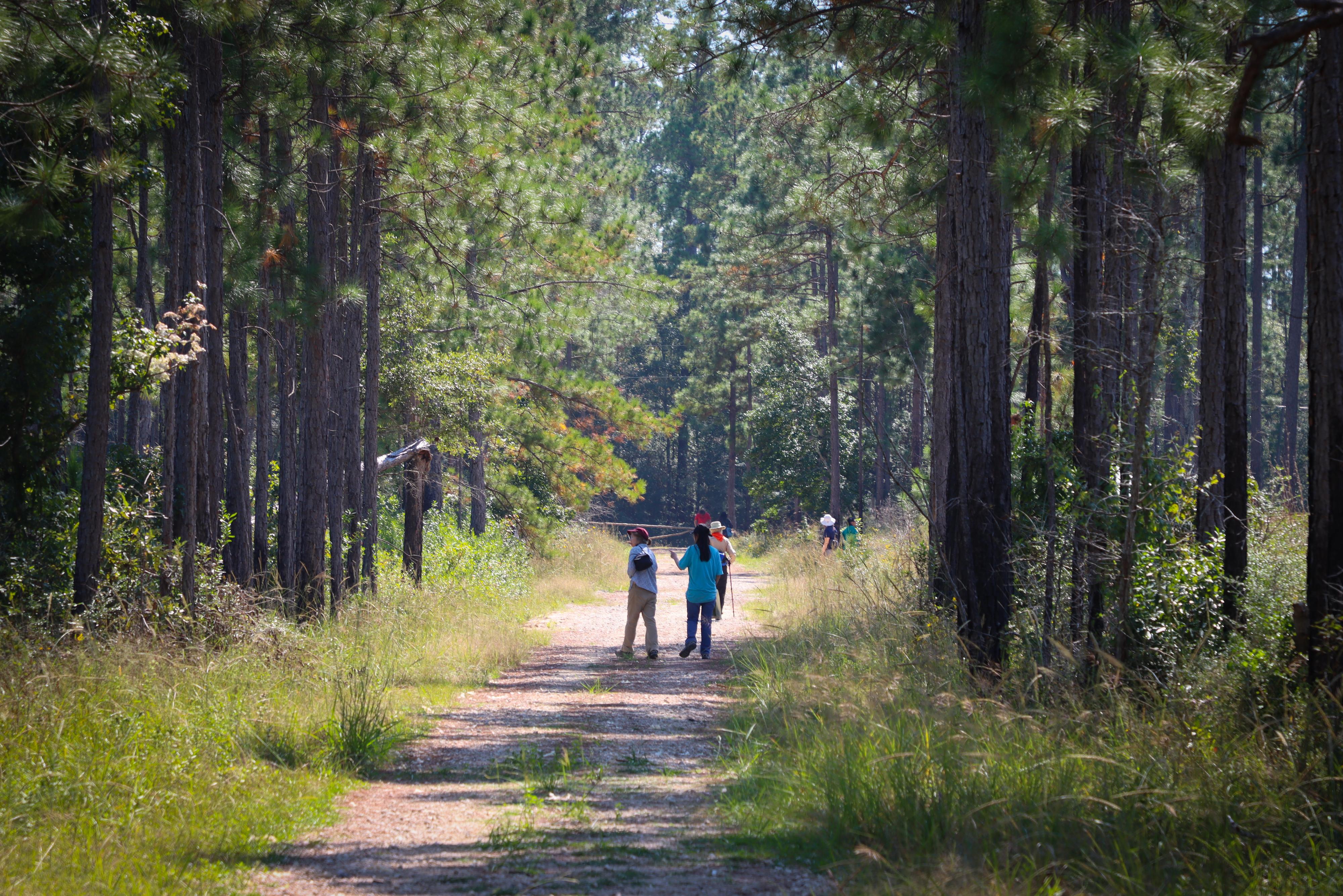 A long pathway lined with pine trees, with a few hikers in the distance observing the scenery.