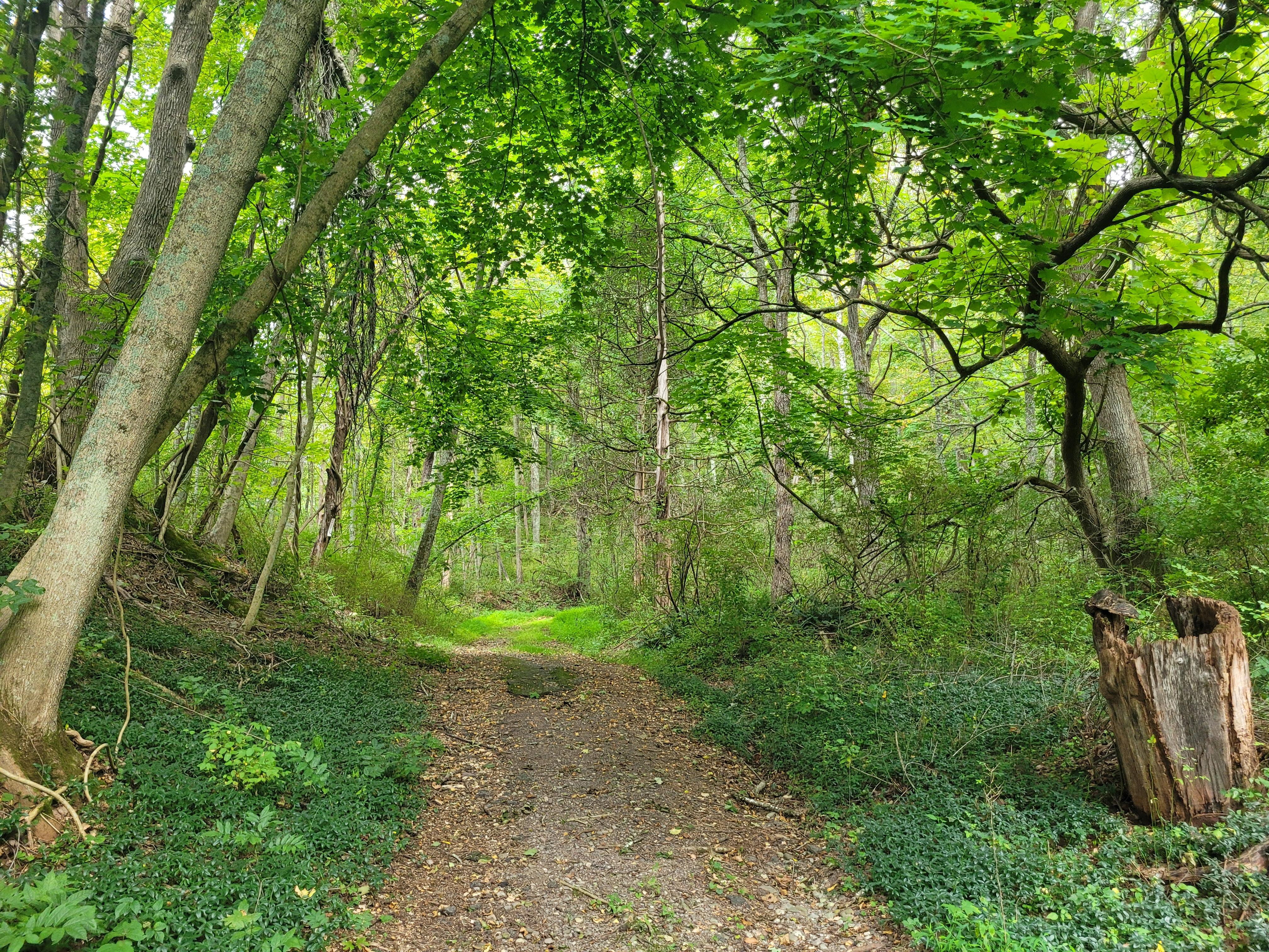 A trail through the woods.
