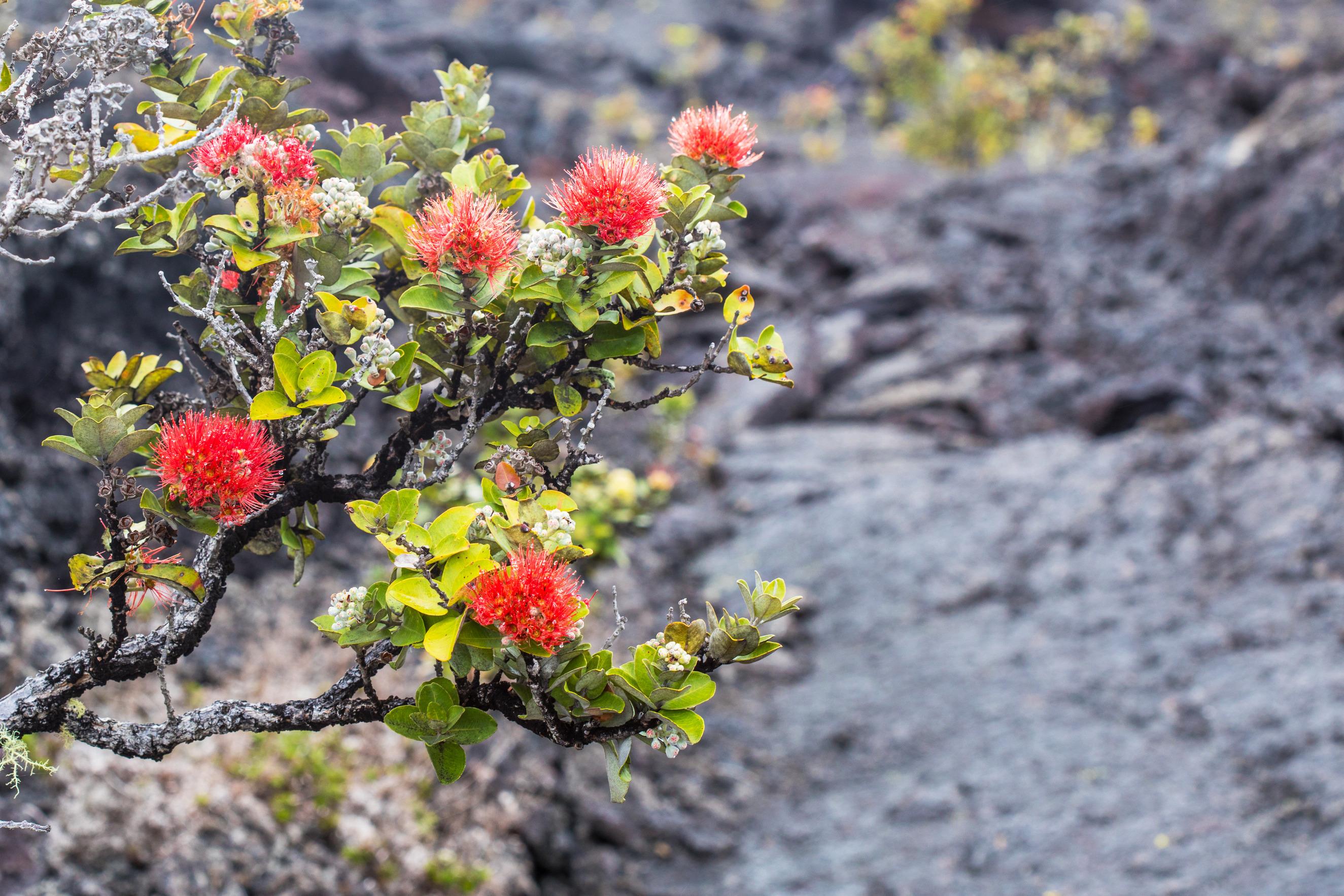 ʻŌhiʻa lehua blossoms add splashes of color to 1868 lava flows in the Kahuku Unit of Hawaiʻi Volcano