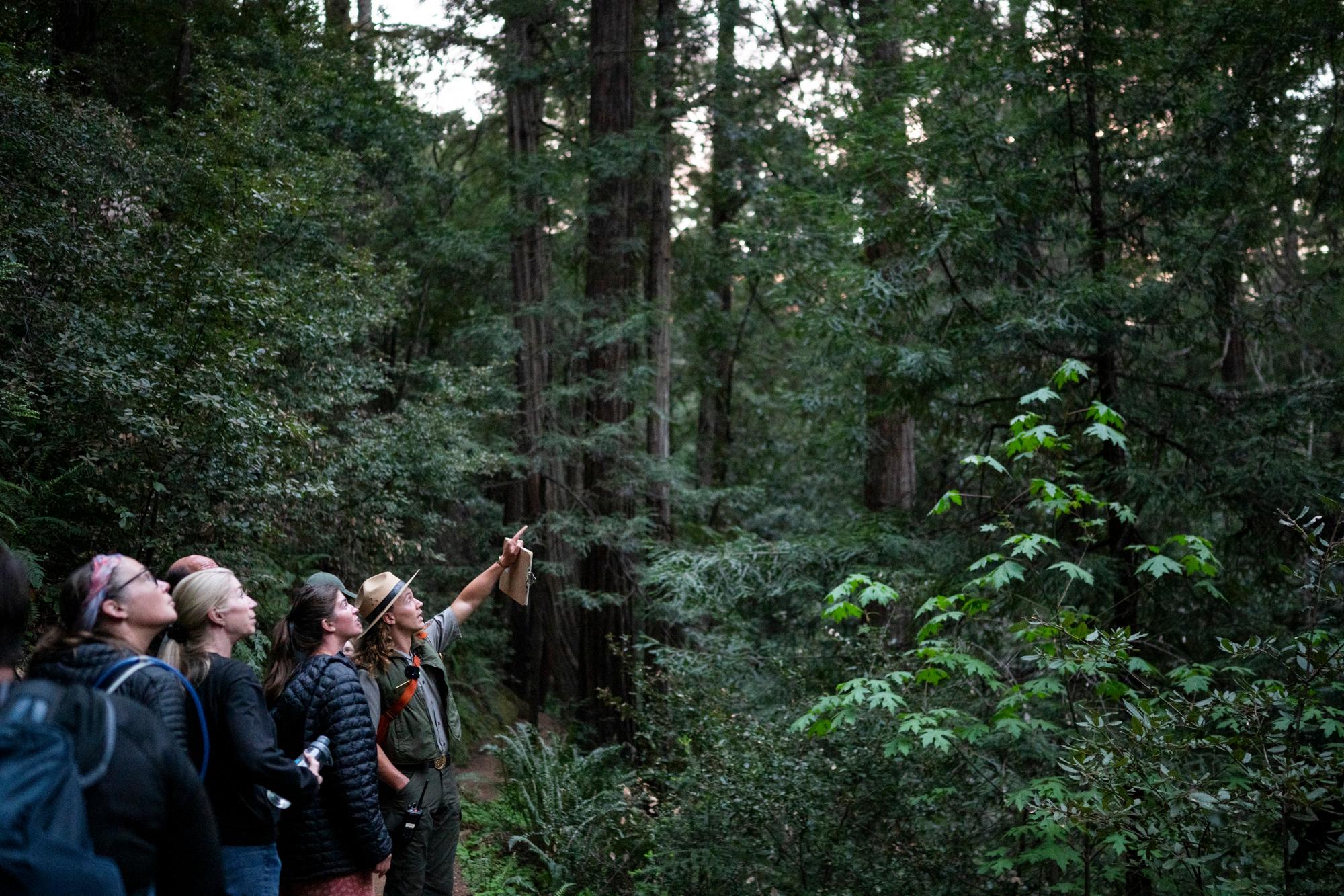 a ranger points to trees as visitors look on