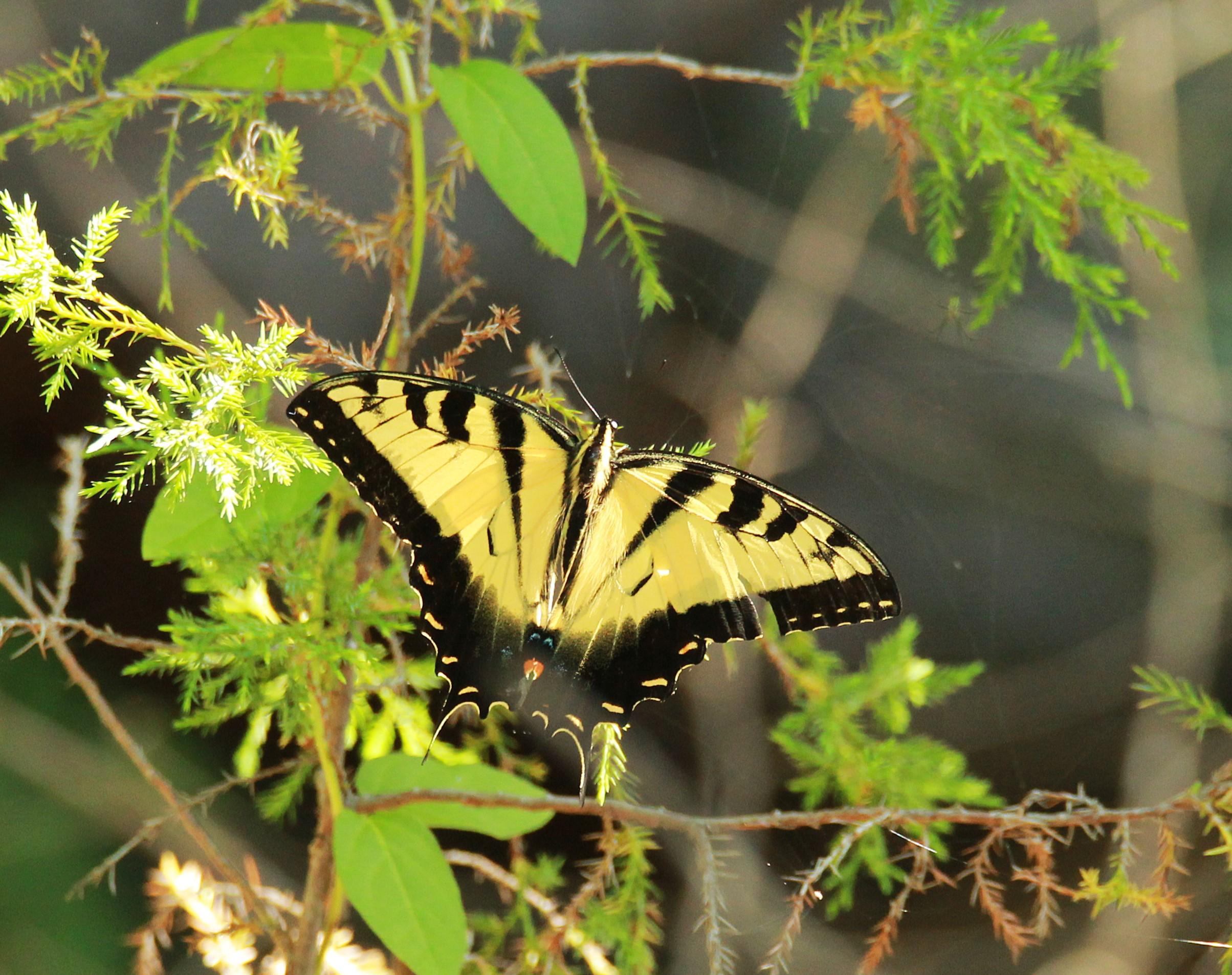 A black and yellow butterfly is perched on a leaf.