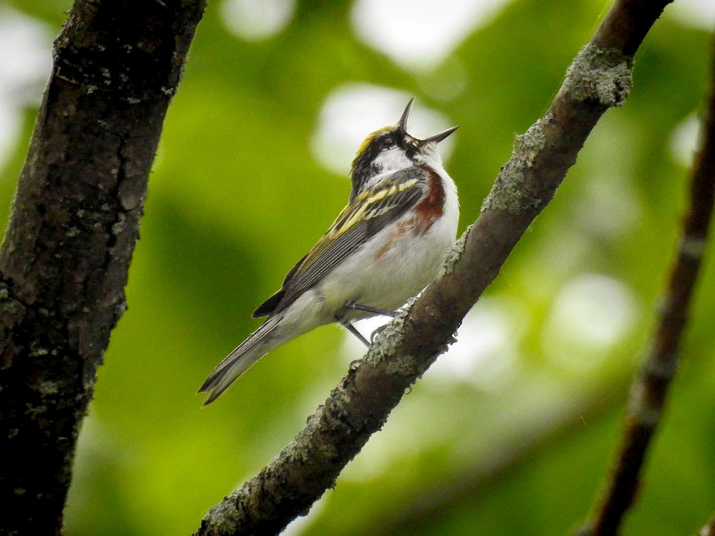 Fall Bird Migration Walk - Otter Creek