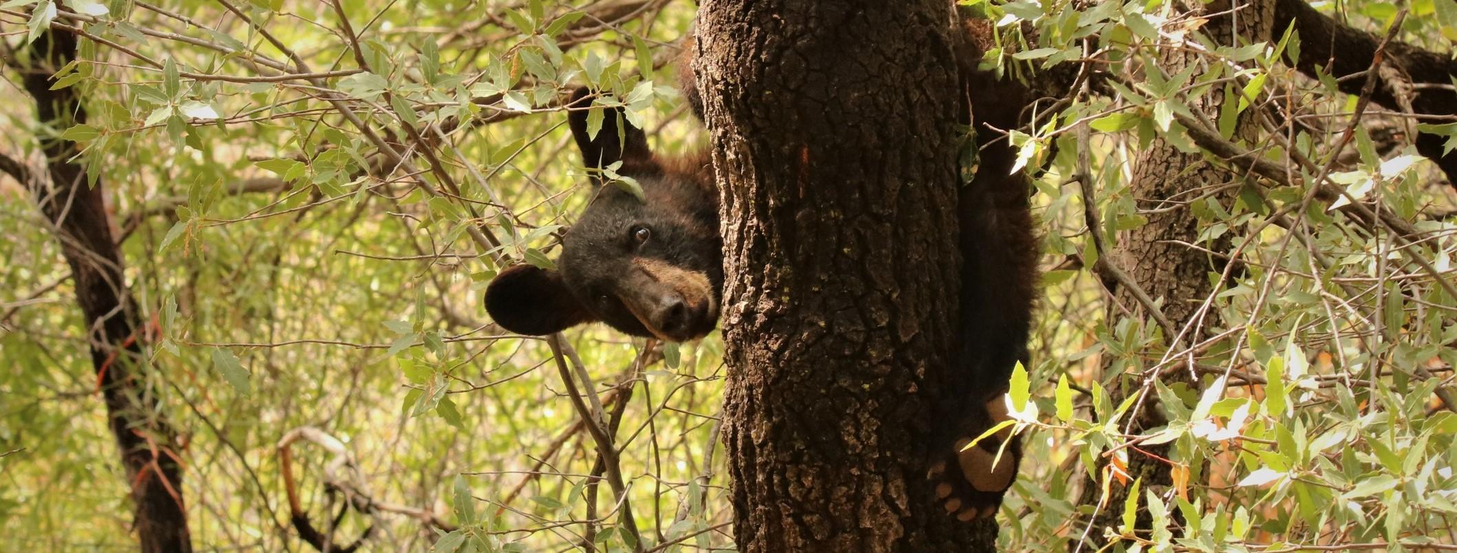 A small bear is peeking its head out from behind the trunk of a tree.