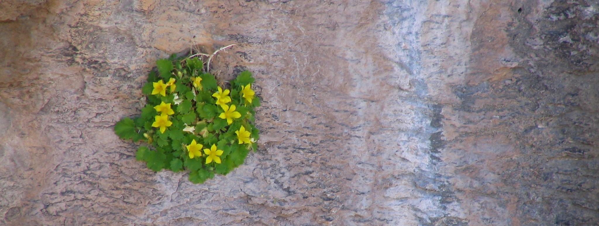 A rock nettle plant hangs from the side of a rock wall.