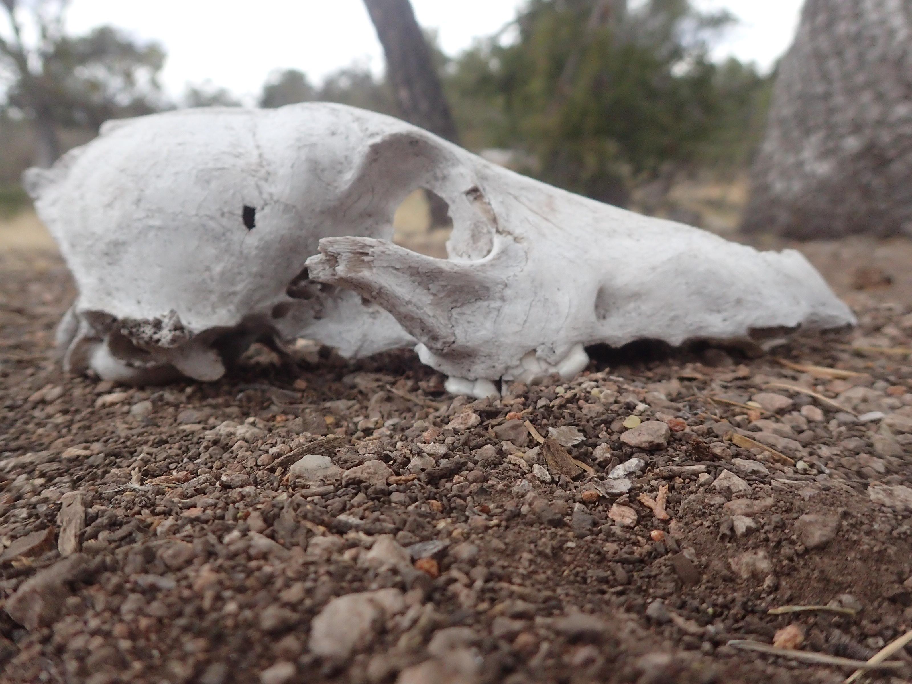 Secrets of the Skull