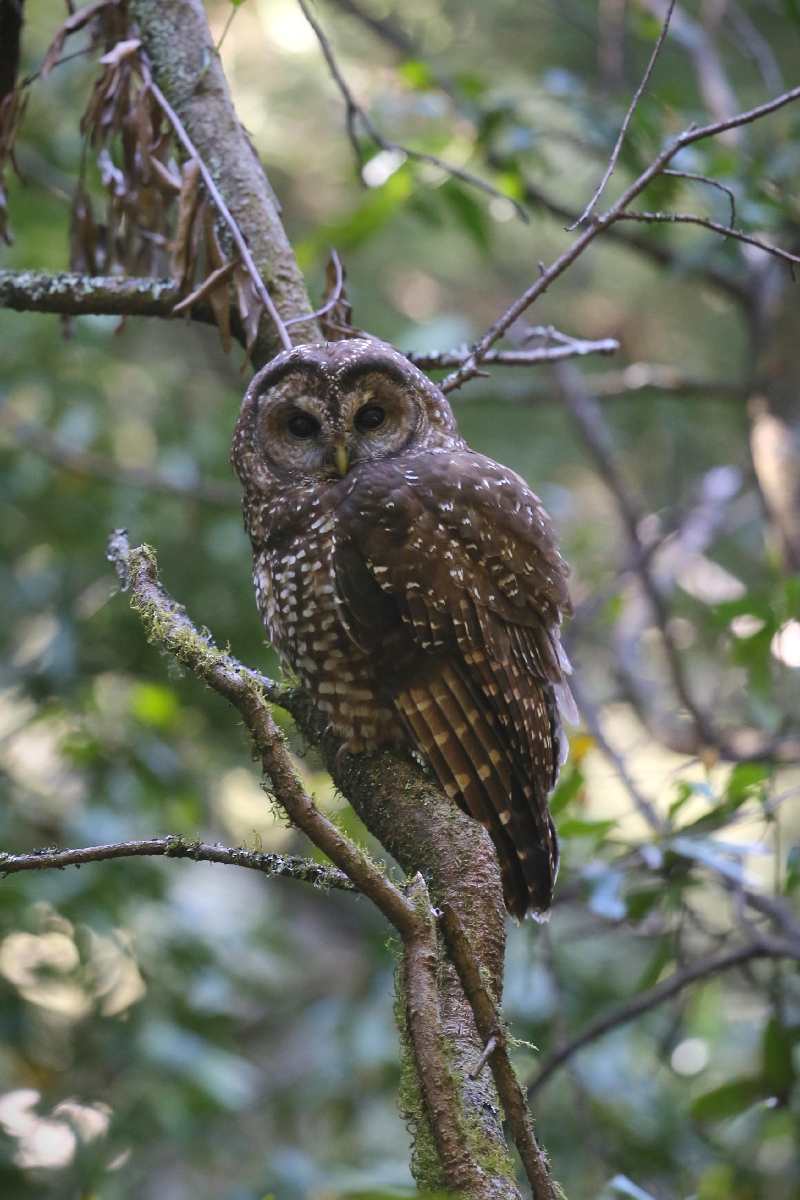 an owl perched on a tree stares at the camera.