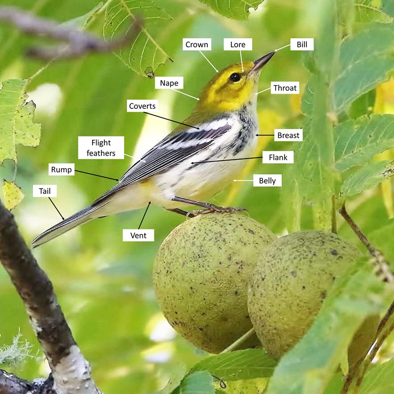 A diagram of a yellow, black, and white bird showing labels of different bird parts.