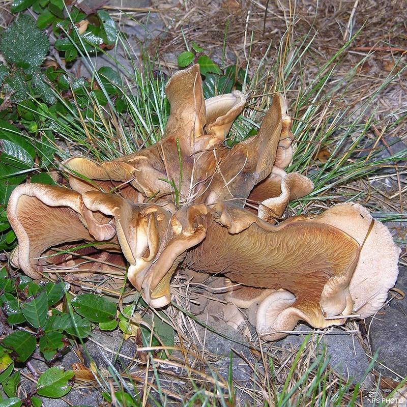 A very irregularly shaped tan-colored mushroom.