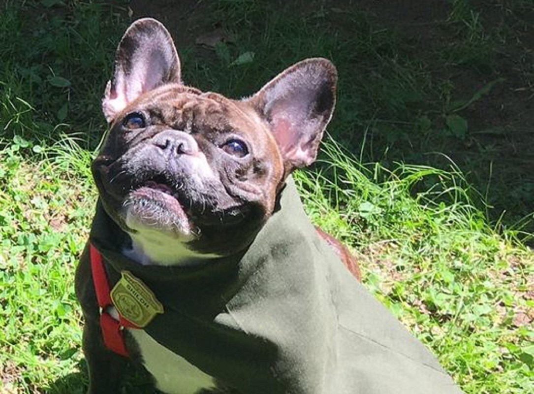 Color image of a pug wearing a green scarf