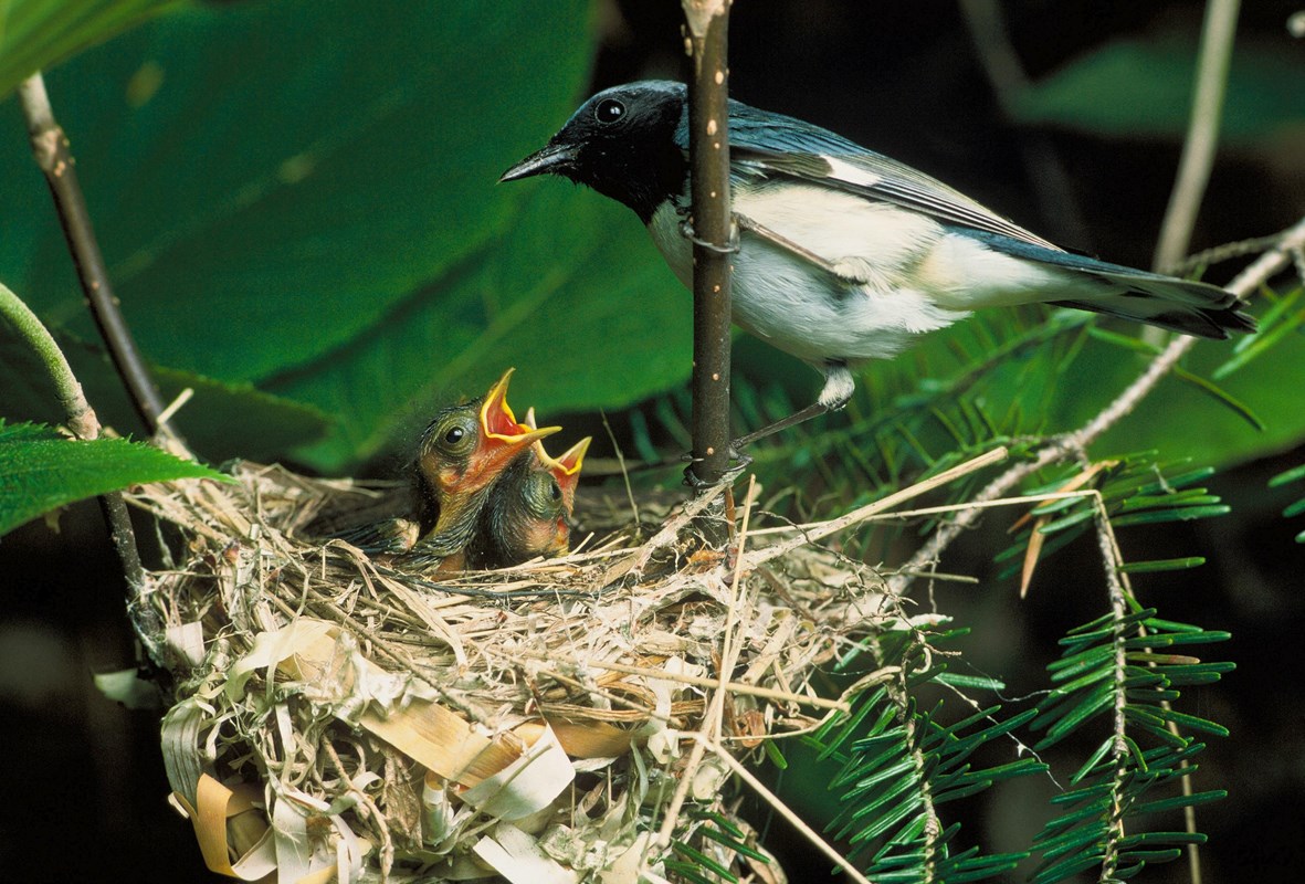 Bird with nest and babies