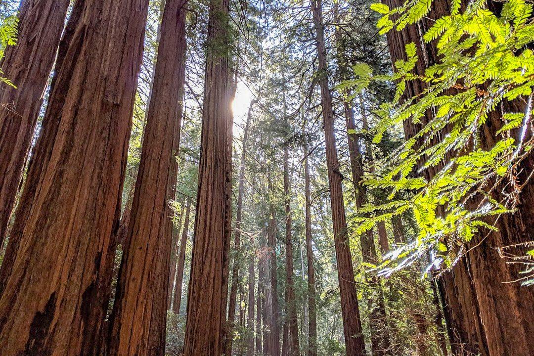 Redwood trees at Muir Woods National Monument