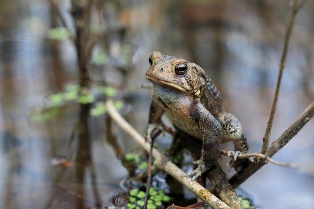 a disgruntled-looking toad clings to damp vegetation.