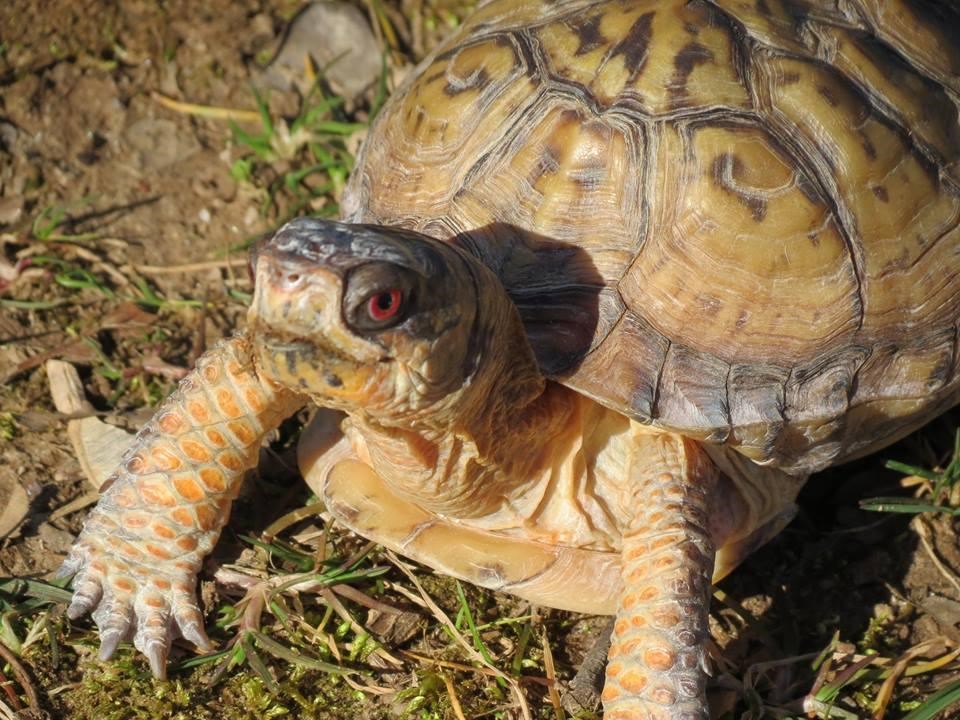 close up photo of Pokey the eastern box turtle, showing detail of his face and shell