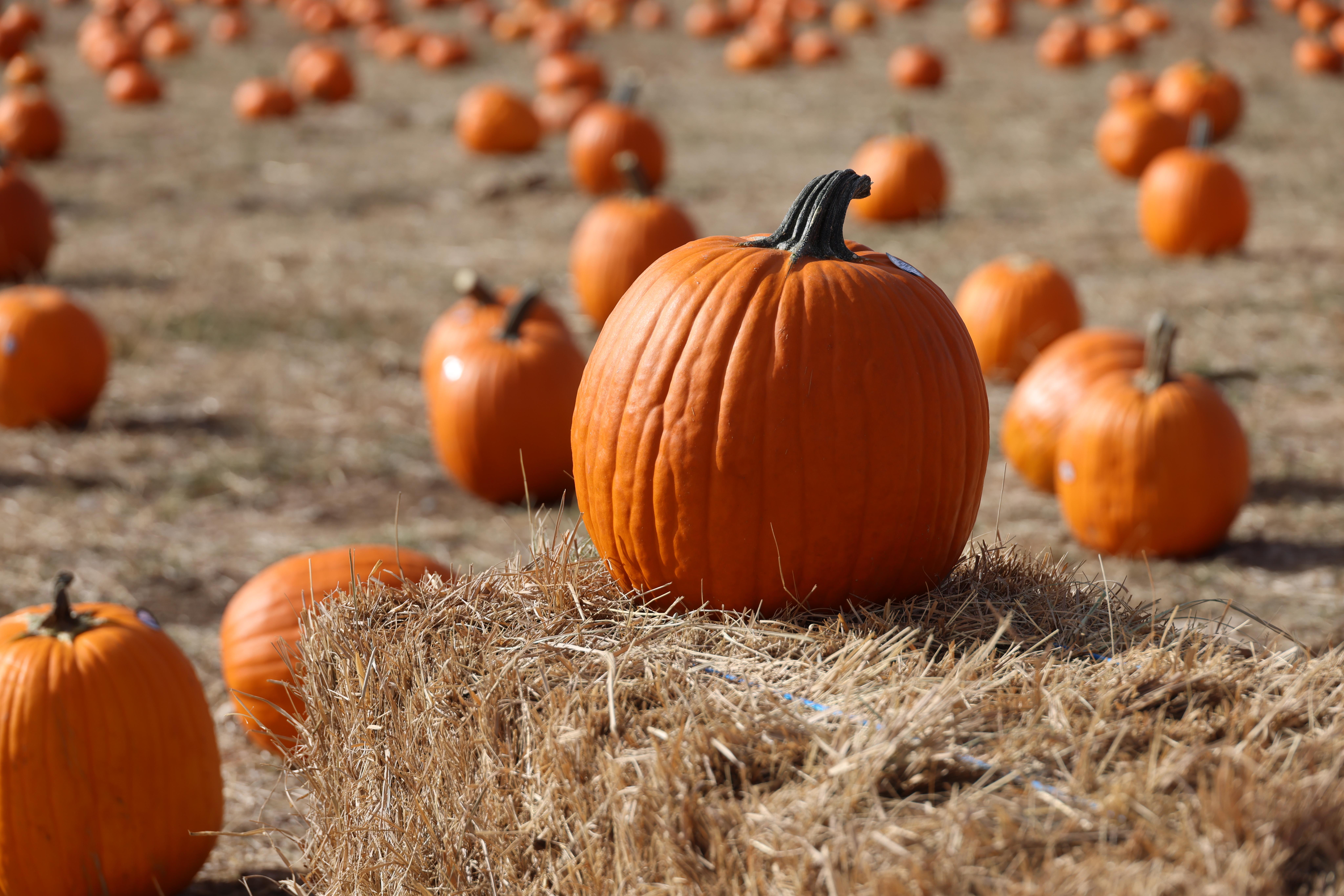 image of a pumpkin on a hay bale. in the background many more pumpkins sit in a field