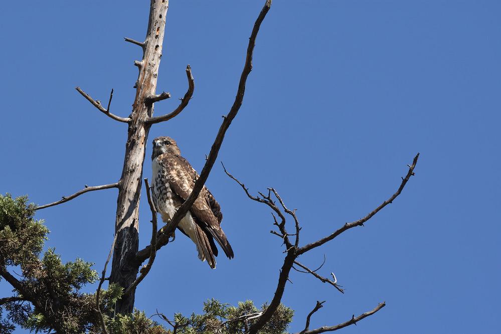 View from below of a hawk resting on a dead tree branch against a blue sky background.