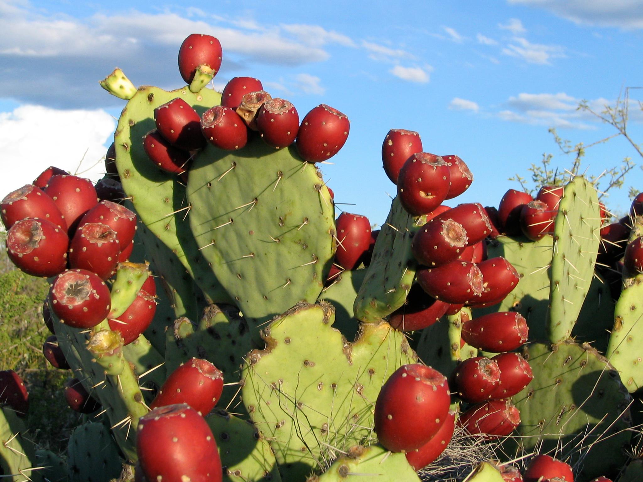 A prickly pear cactus is covered with deep red fruit.
