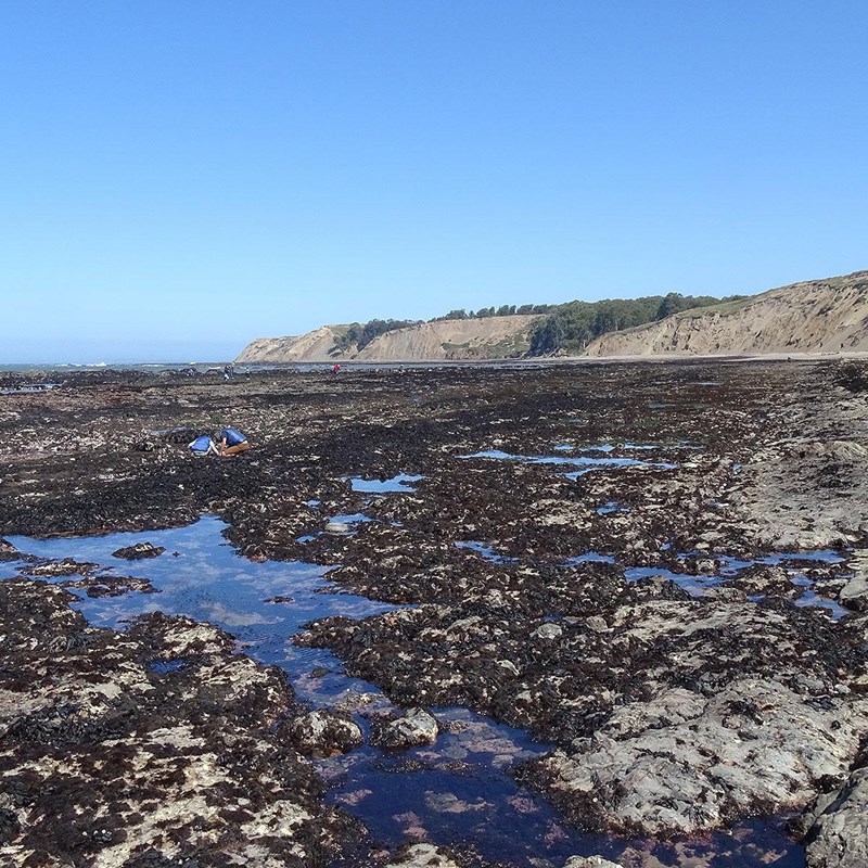 Several people in multiple groups explore an extensive rocky tide pool area.