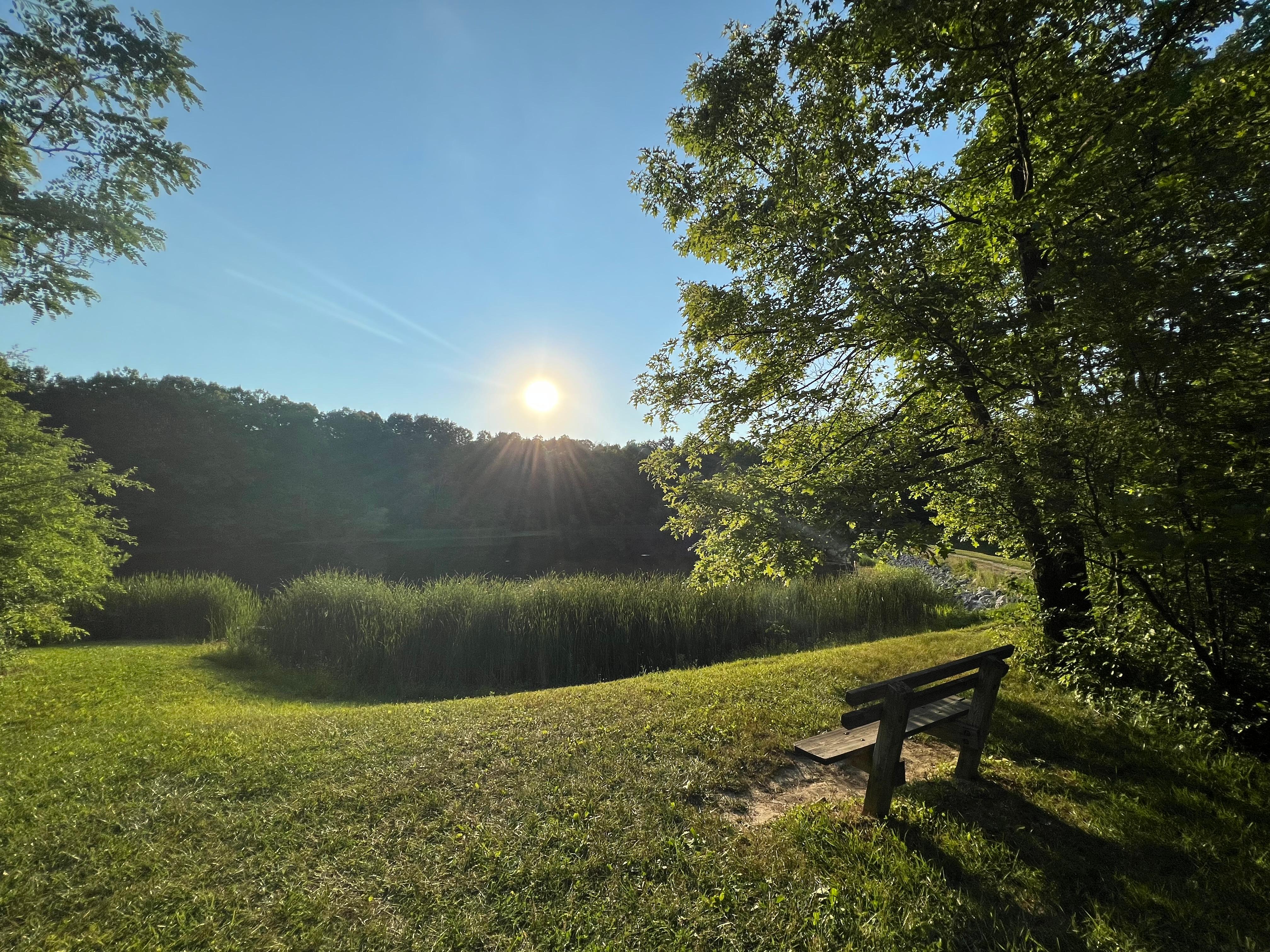 The sun rises above the leafy green treetops. A wooden bench sits at the shore of a pond.