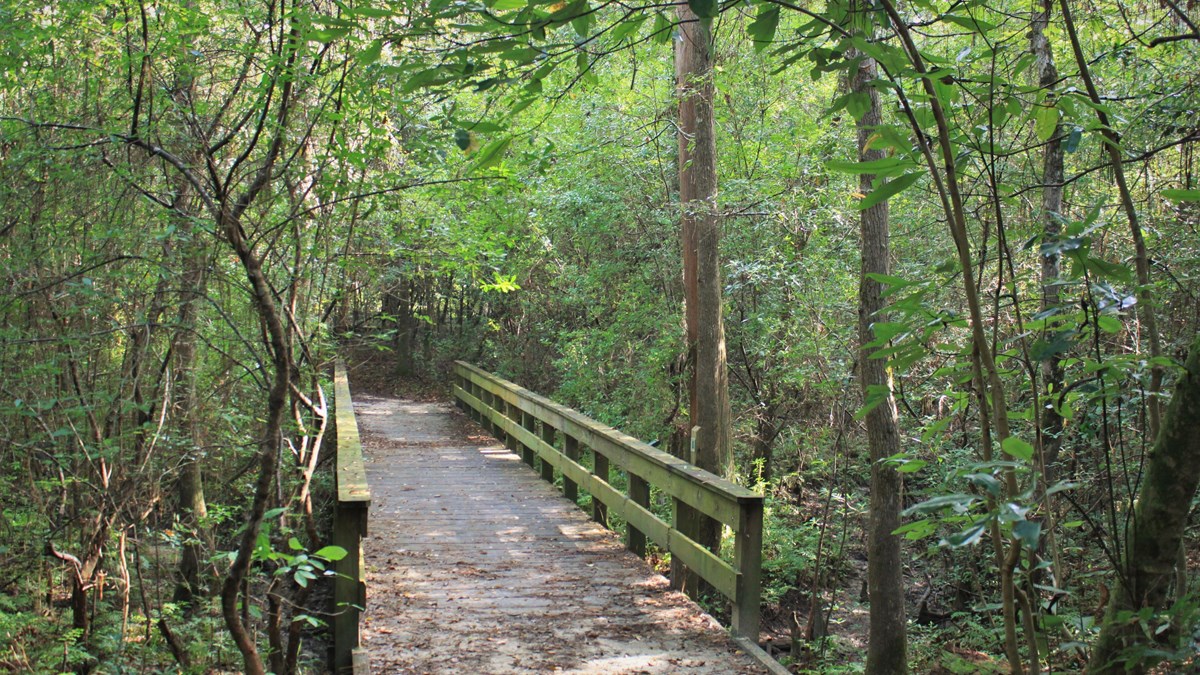 wooden bridge along a trail leading into bright, green, dense forest
