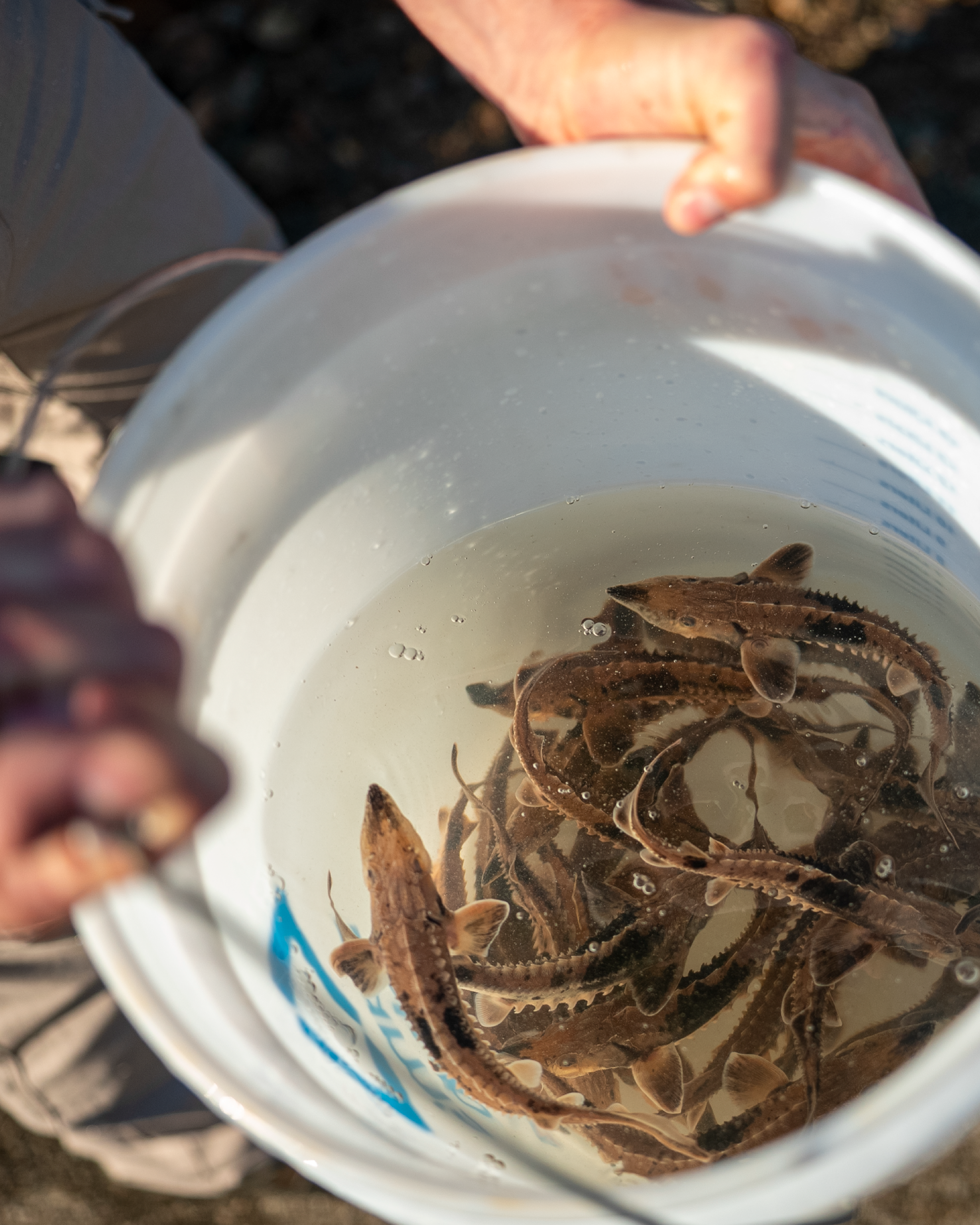 A white bucket filled with water and juvenile lake sturgeon, each about 6 inches long.