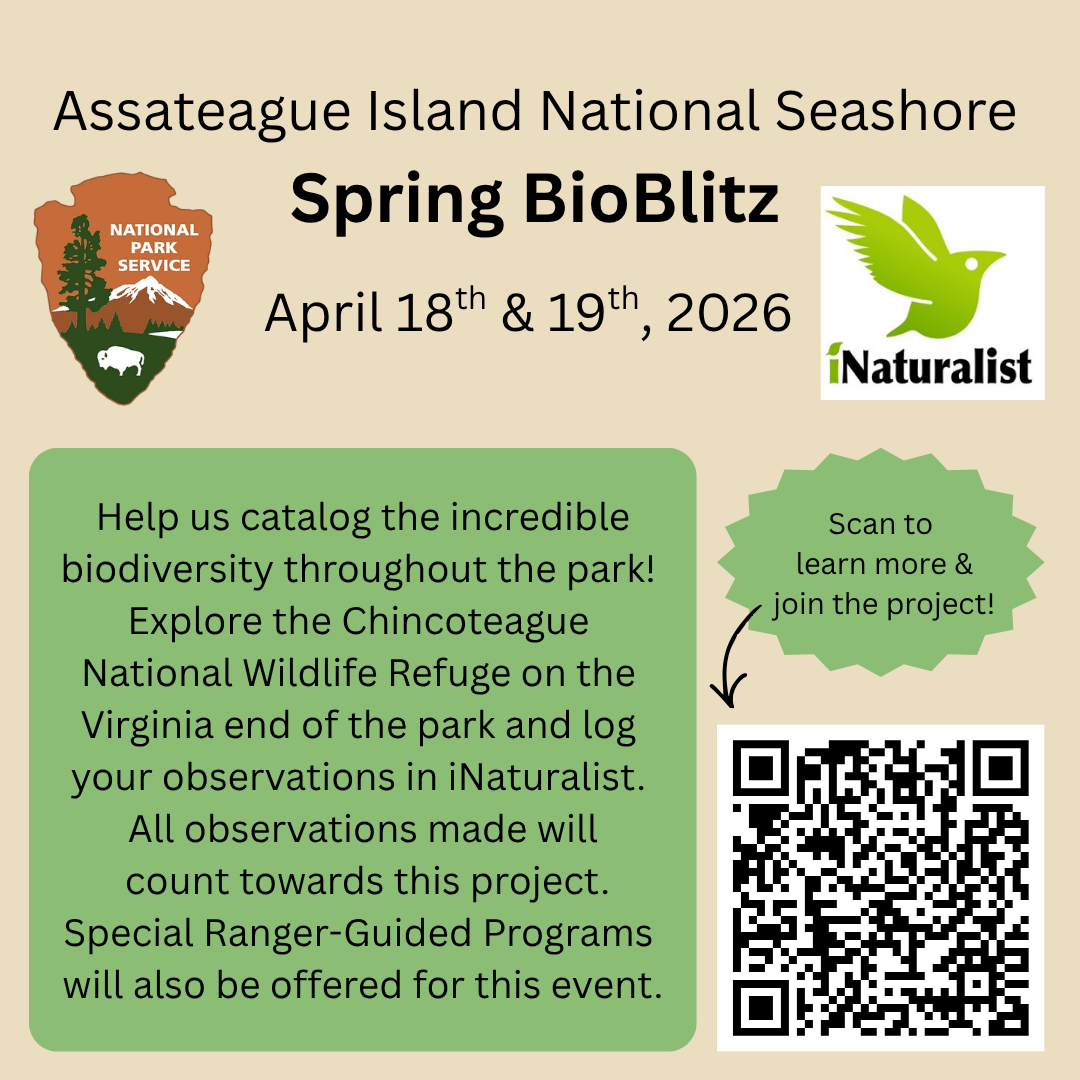 A tan and green flyer advertising the Spring 2026 BioBlitz on the Virginia side of Assateague Island
