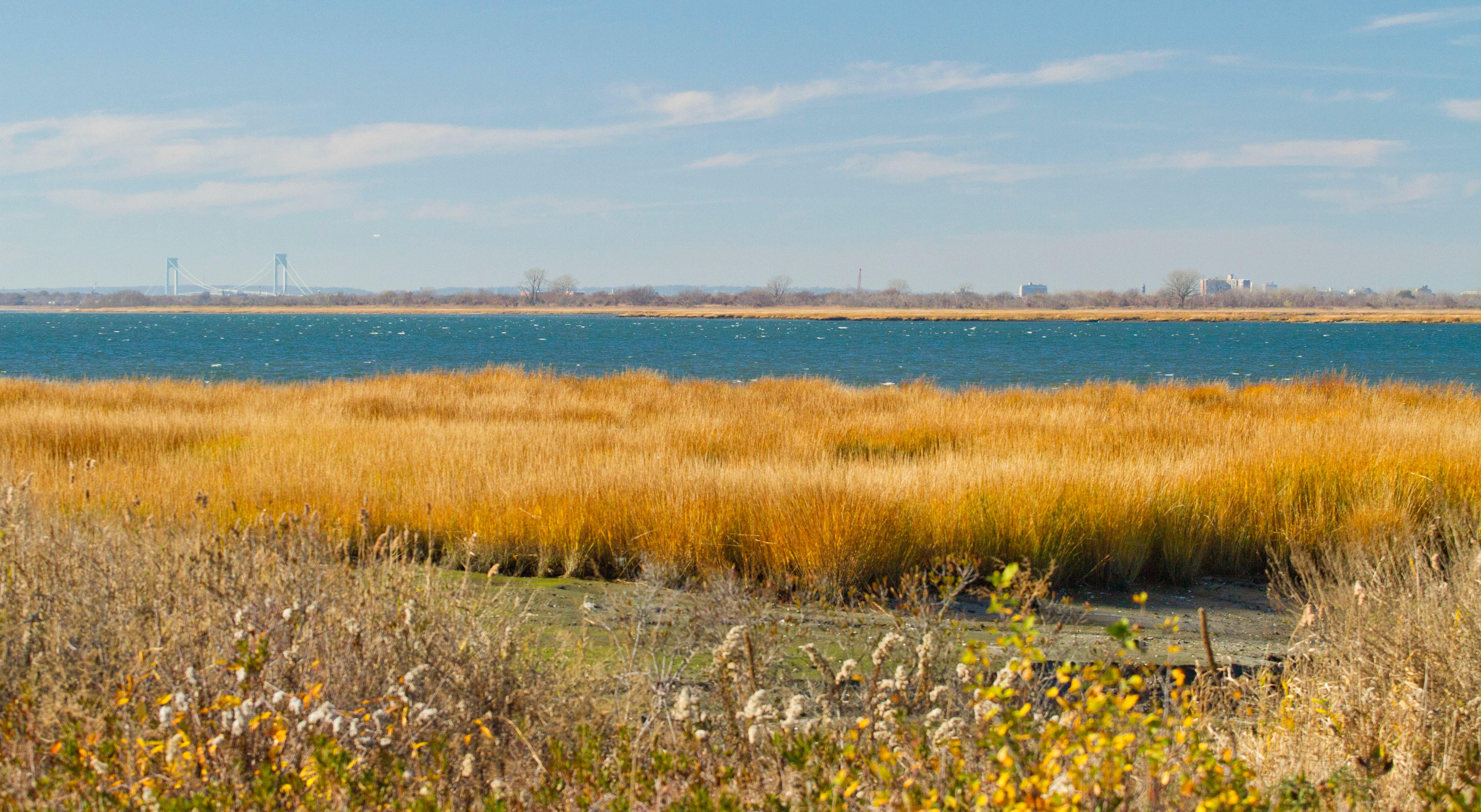 Jamaica Bay salt marsh with fall foliage