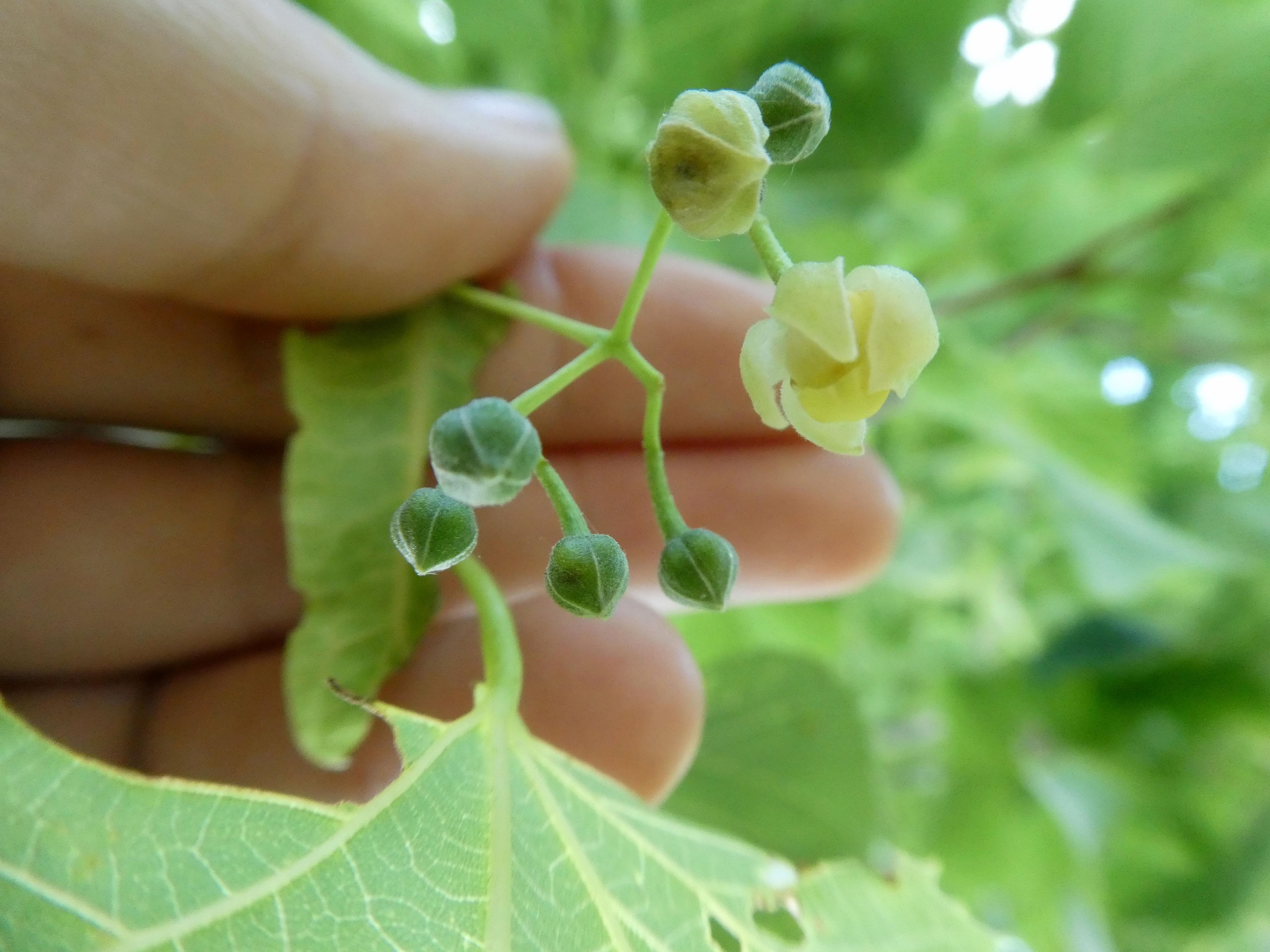 Flower and buds of an American Basswood (Linden) tree.