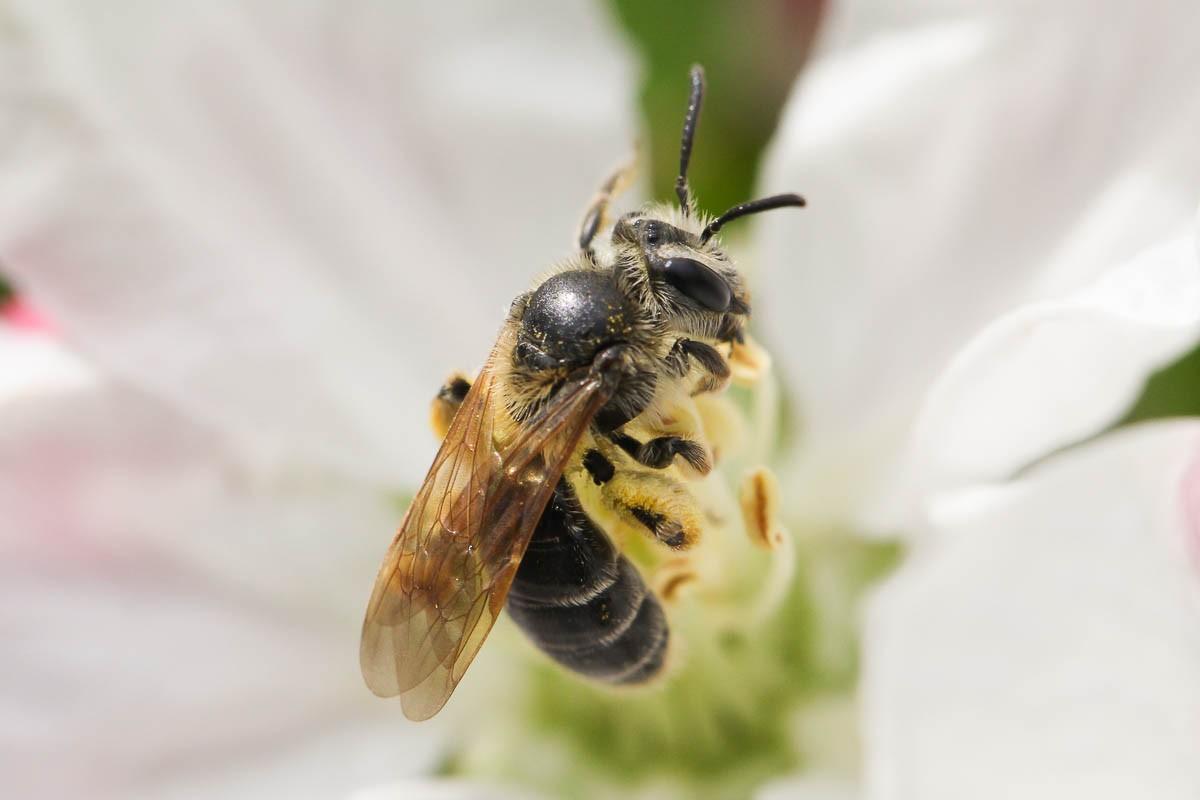 Insects in the Orchard