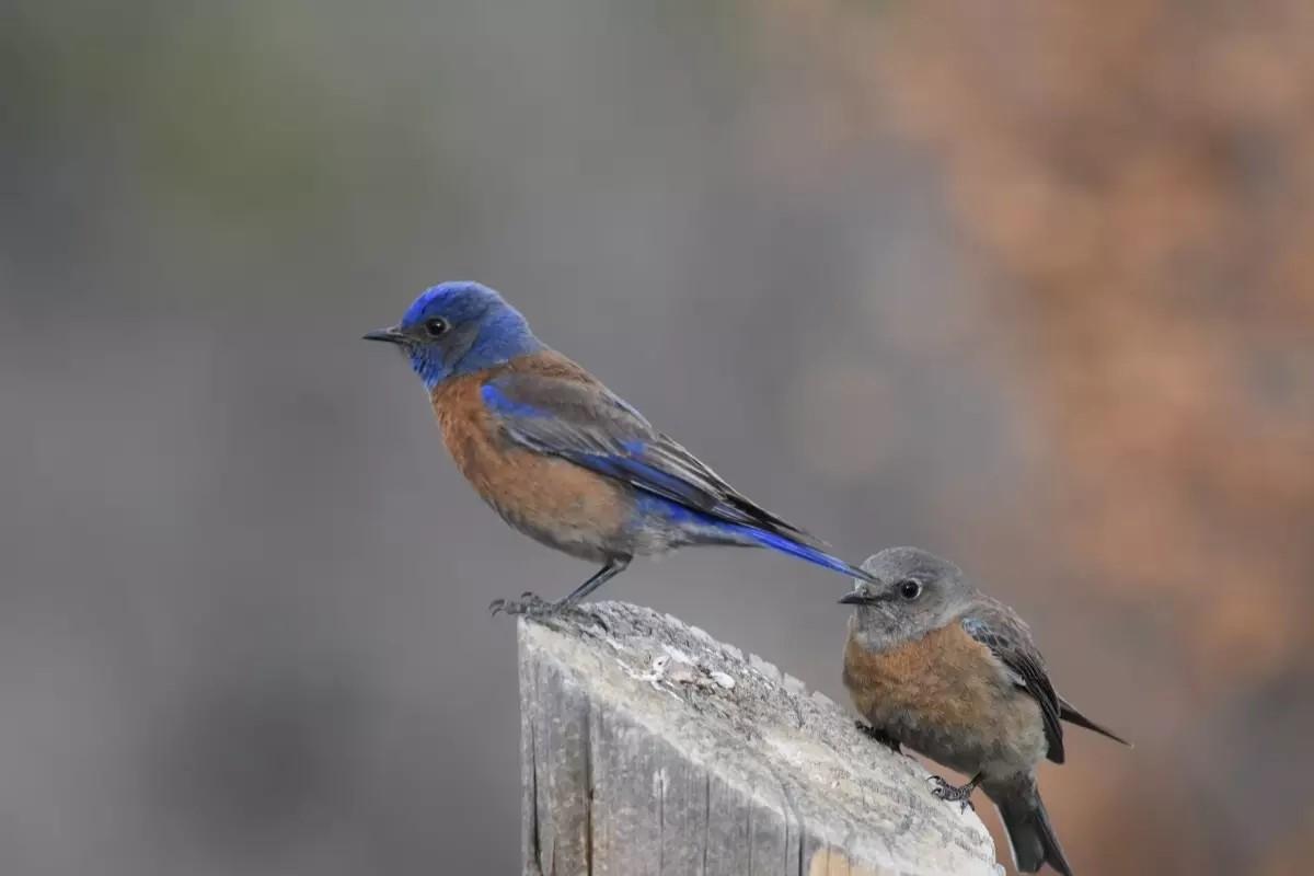 Two birds with blue and rusty red bodies perch on a wooden fence post.