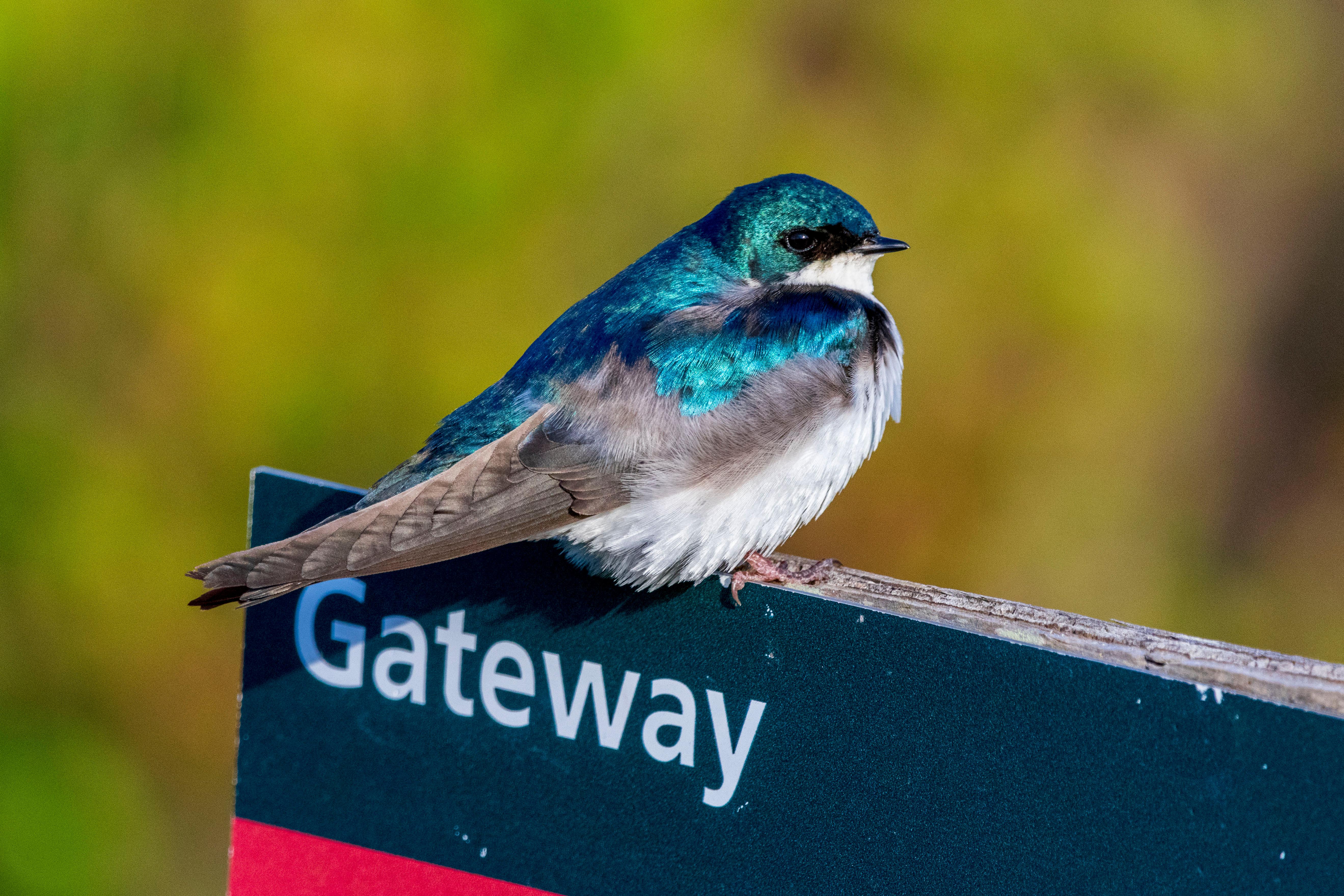 Swallow perched on Gateway National Recreation Area park sign.