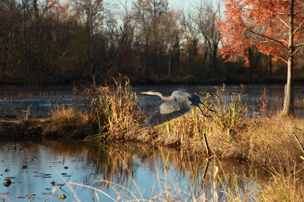 Great Blue Heron taking flight over the ponds during an autumn day.
