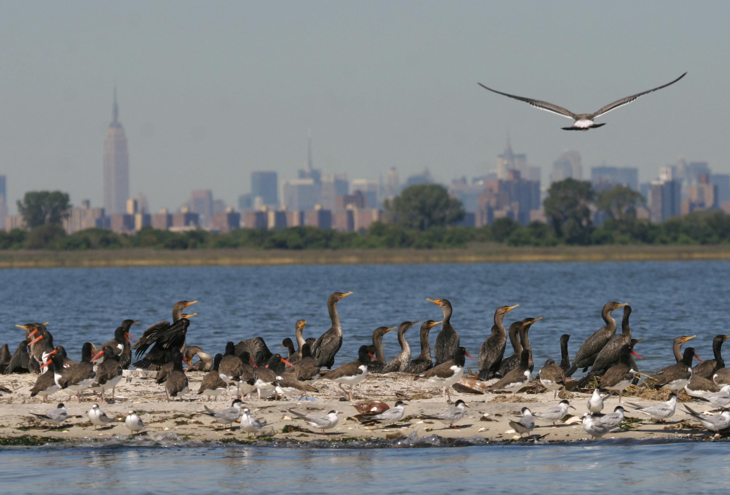 Birds perched on salt marsh in Jamaica Bay, with Manhattan skyline in background.