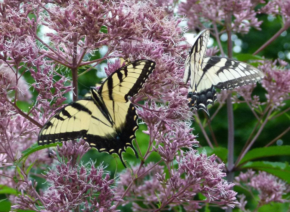Close up color photograph of a purple flowering bush, with two black and yellow butterflies perched.