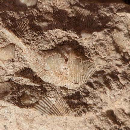 A close up of a collection of seashell indentations can be seen in the rocks, signs of the ancient s