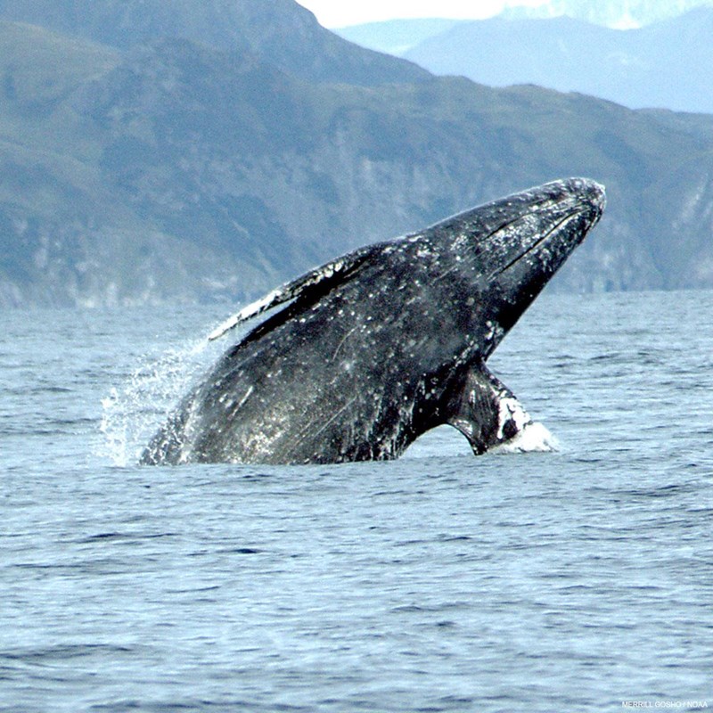Ventral view of a gray whale breaching and angled to the right with rugged hills in the background.