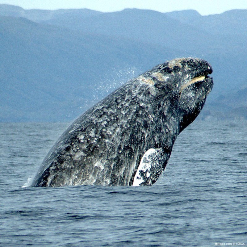 Dorsal view of a gray whale breaching with green hills in the background.