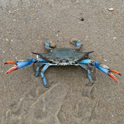 Blue crab on sandy beach