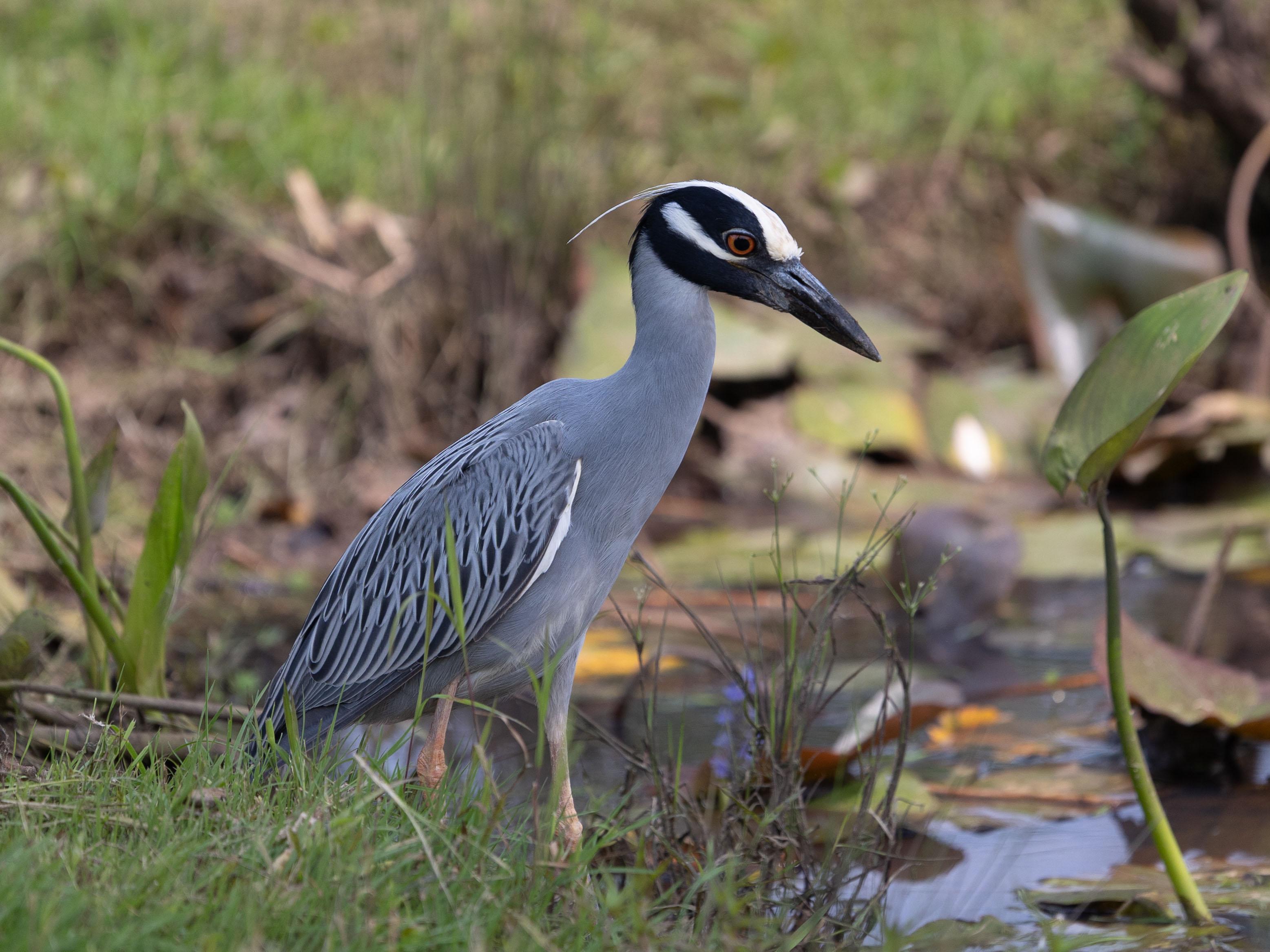 A mature yellow-crowned night heron wades in shallow water.