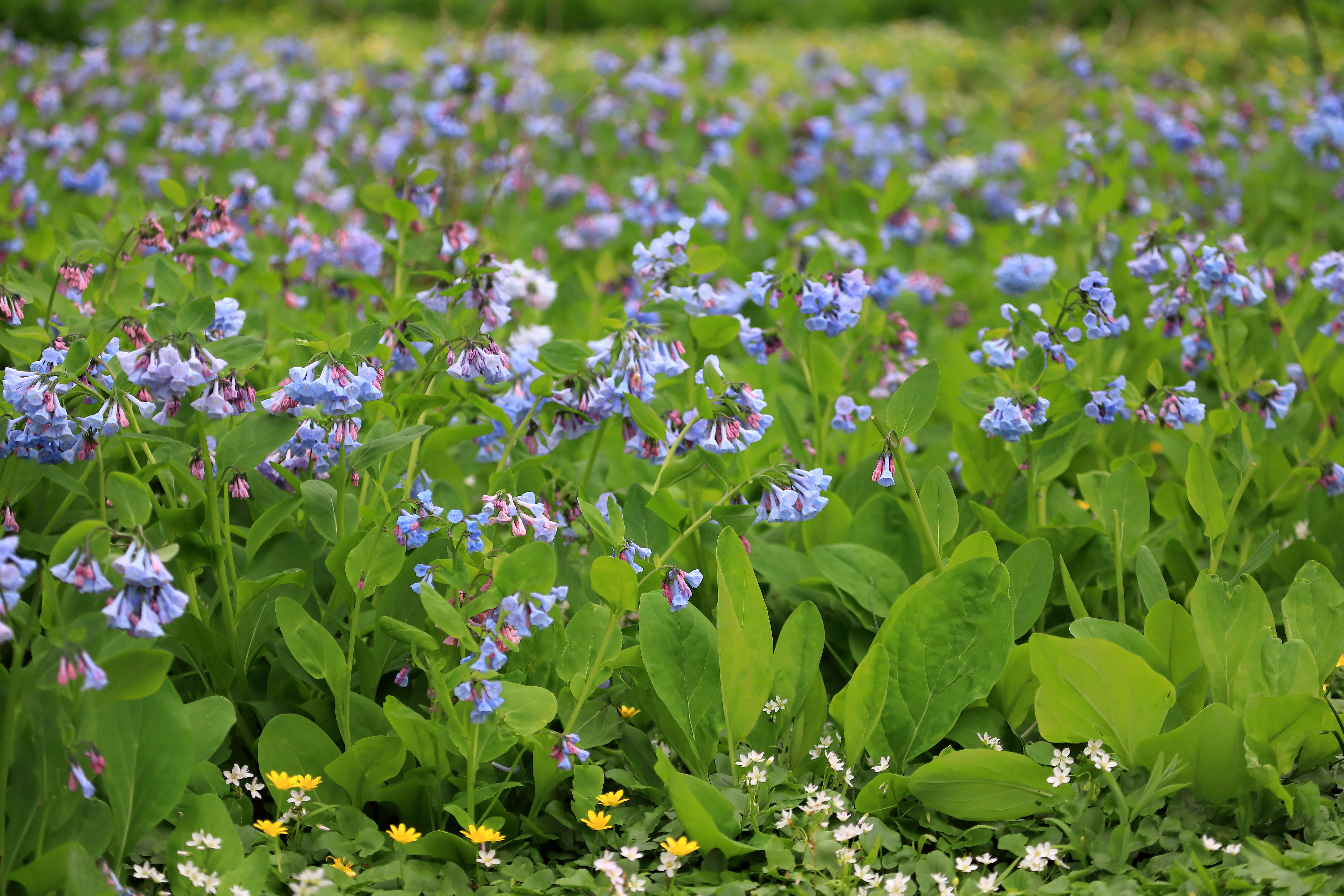 a large patch of brightly colored blue and purple flowers with green leaves